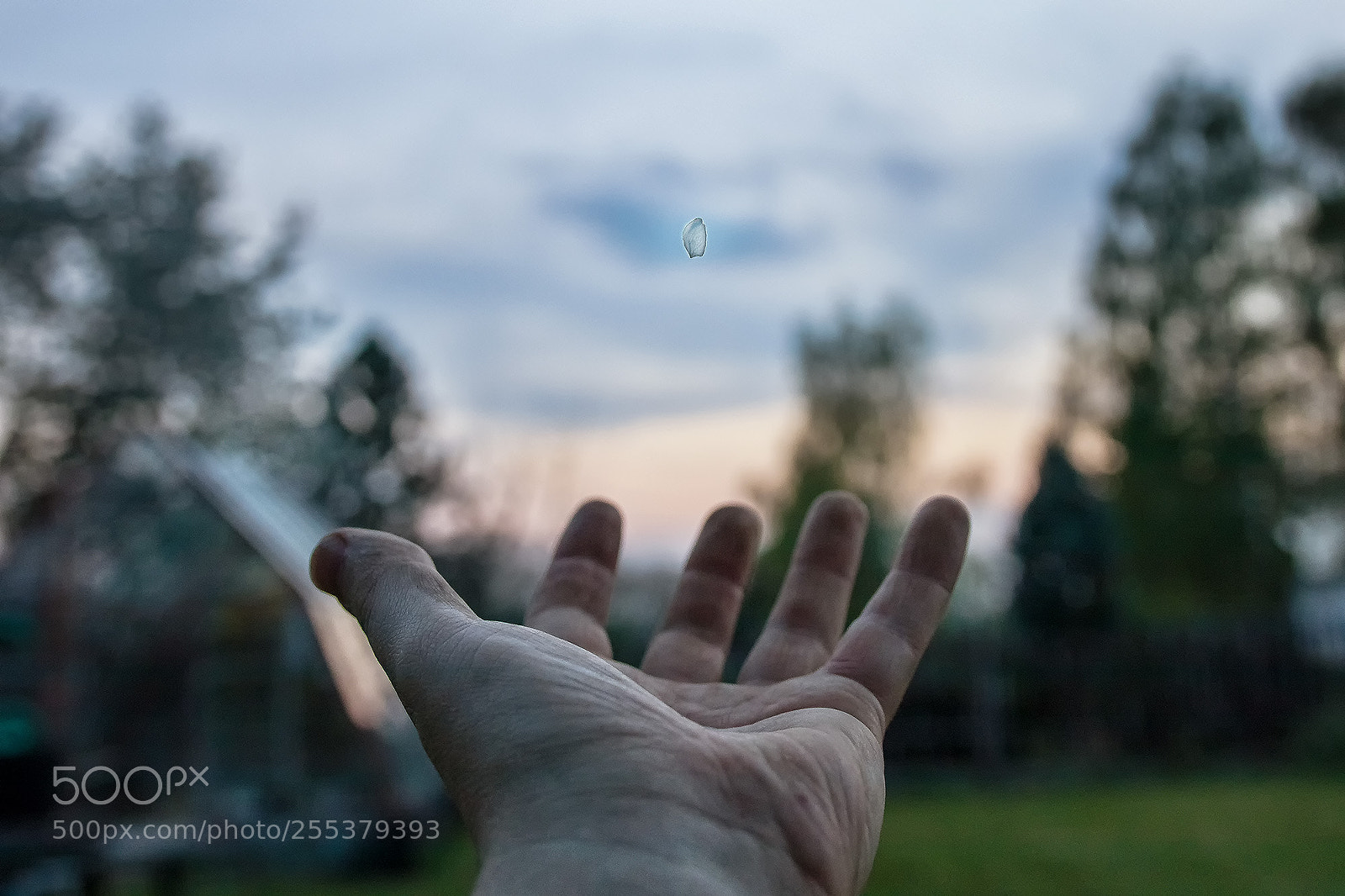 Canon EOS 80D sample photo. Spring photography