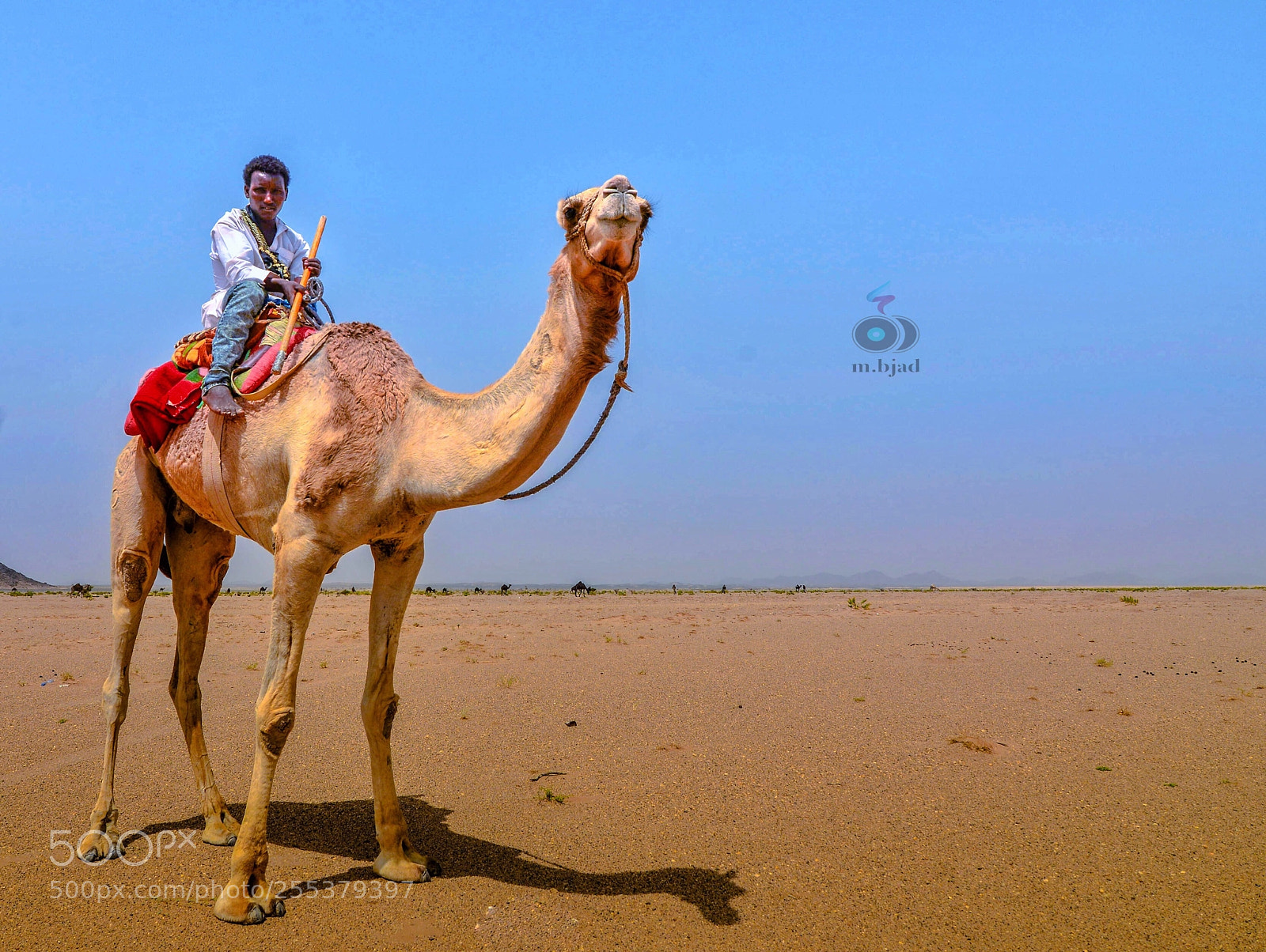 Nikon D800E sample photo. Untitled photography