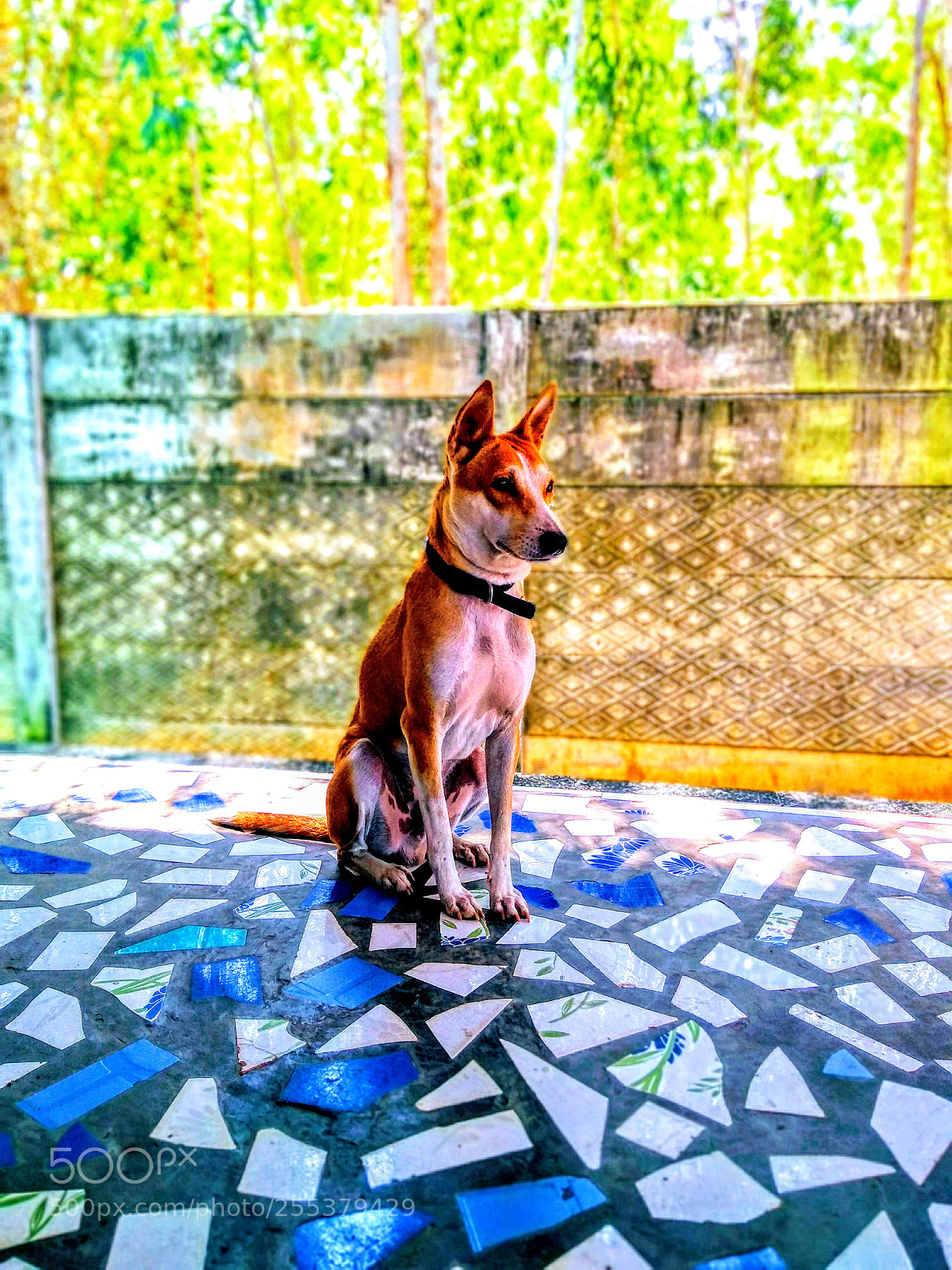 Motorola Moto G (5S) Plus sample photo. Baloo photography