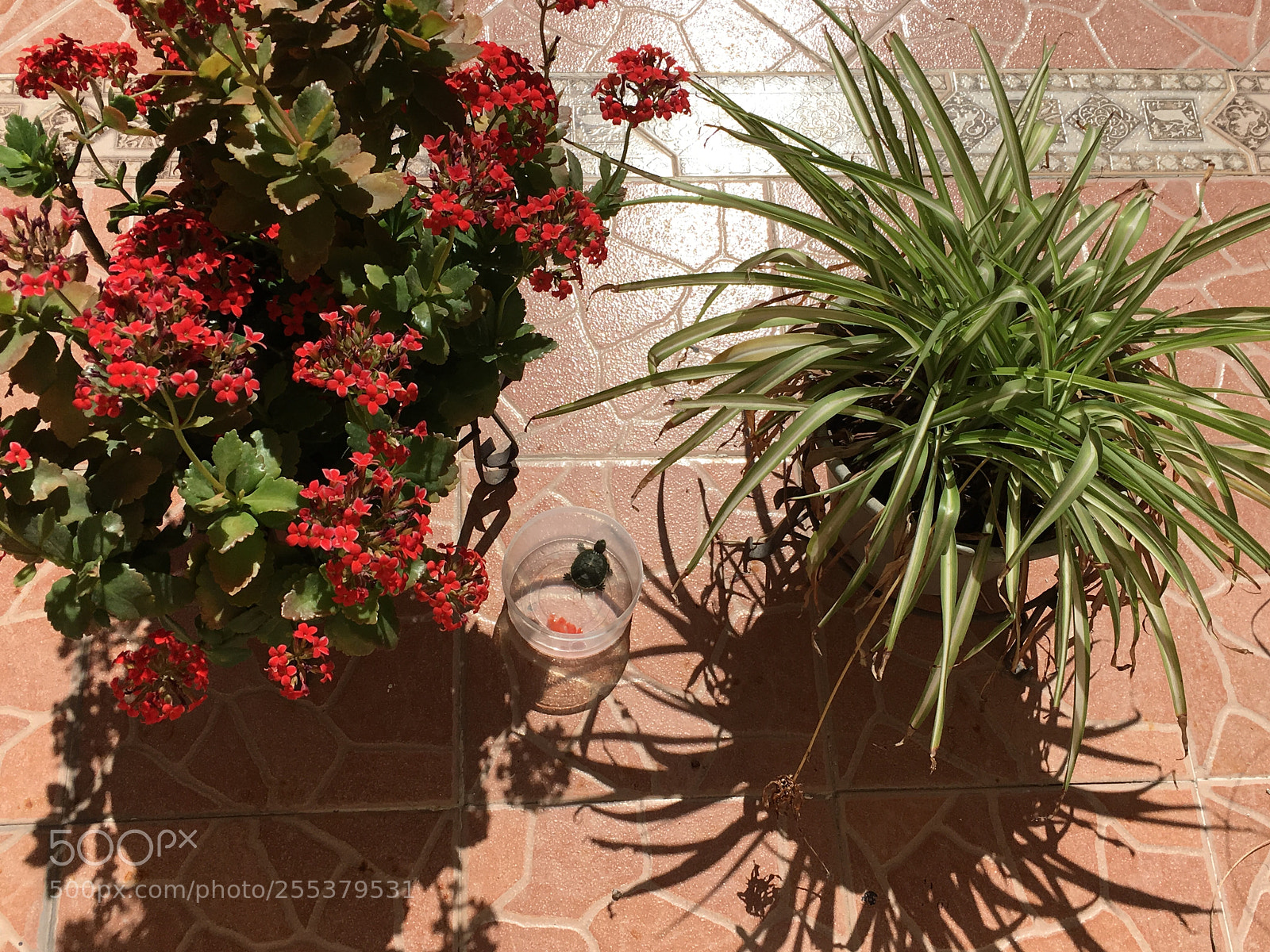 Apple iPhone 6s sample photo. ? photography