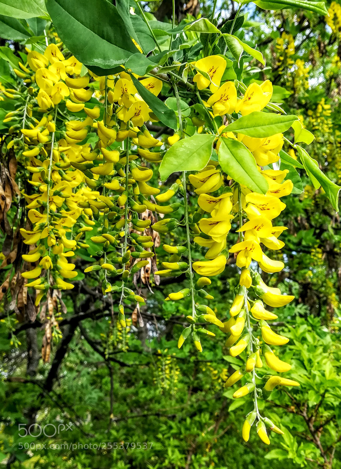 HUAWEI PRA-LX1 sample photo. Untitled photography