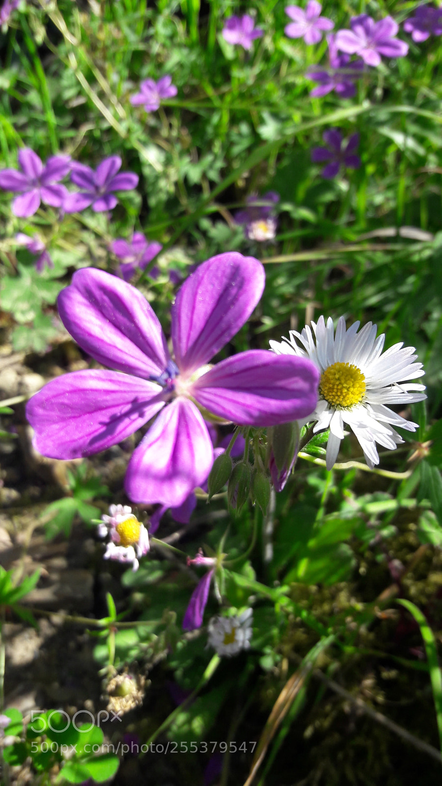 Samsung Galaxy J7 sample photo. Untitled photography