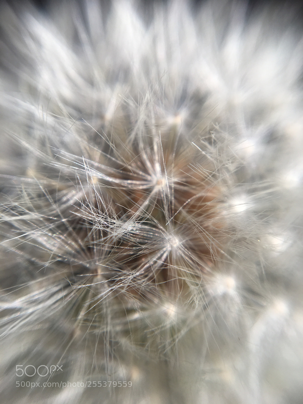Apple iPhone 6s sample photo. Untitled photography