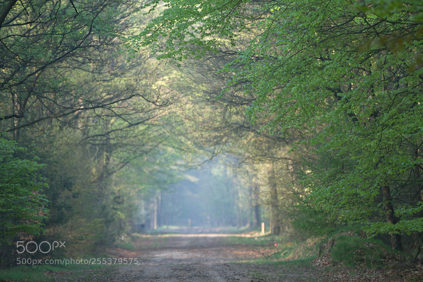 Canon EOS 7D sample photo. Oude wegen photography