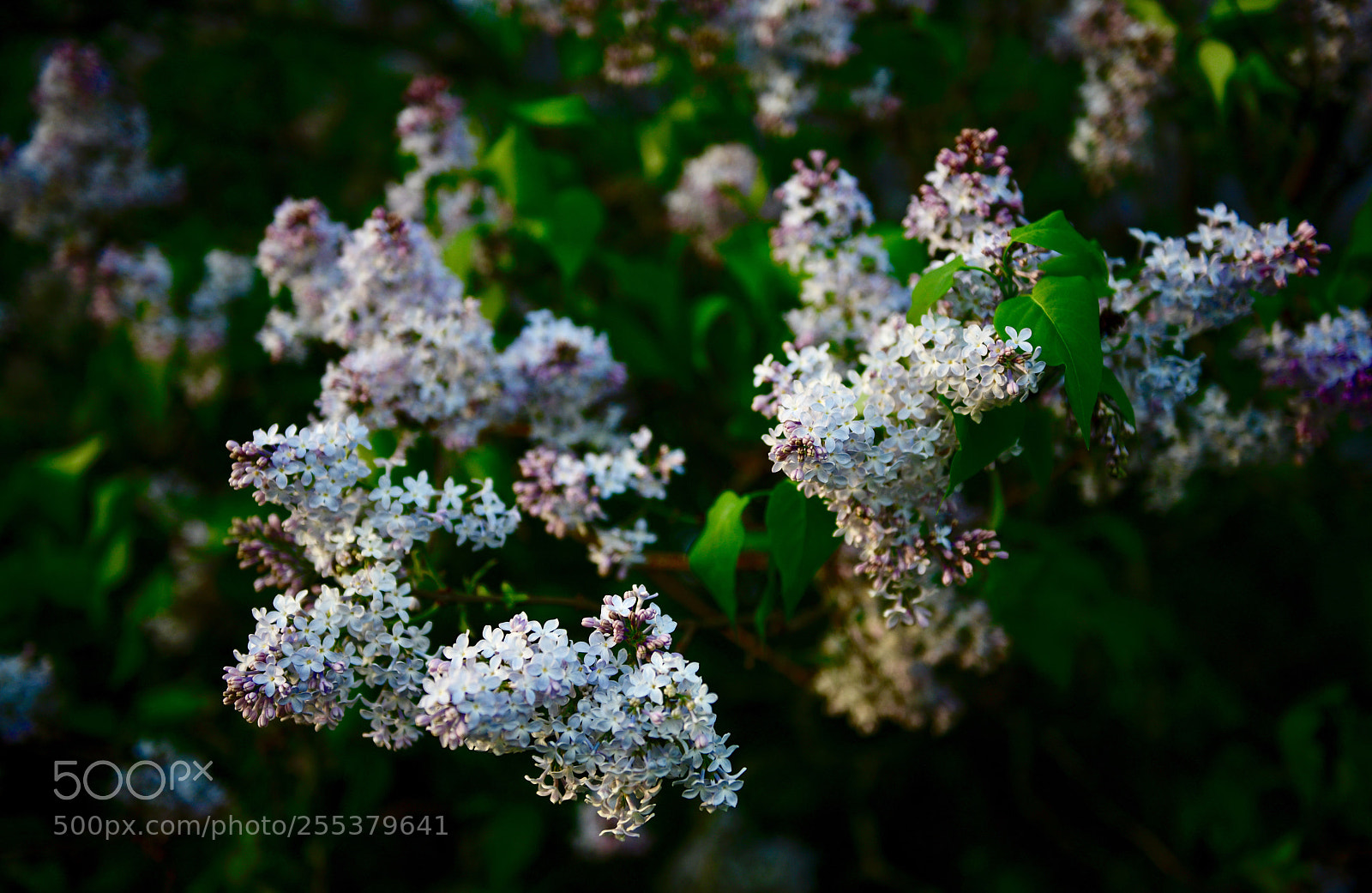Nikon D850 sample photo. Elder bush blossoms  photography