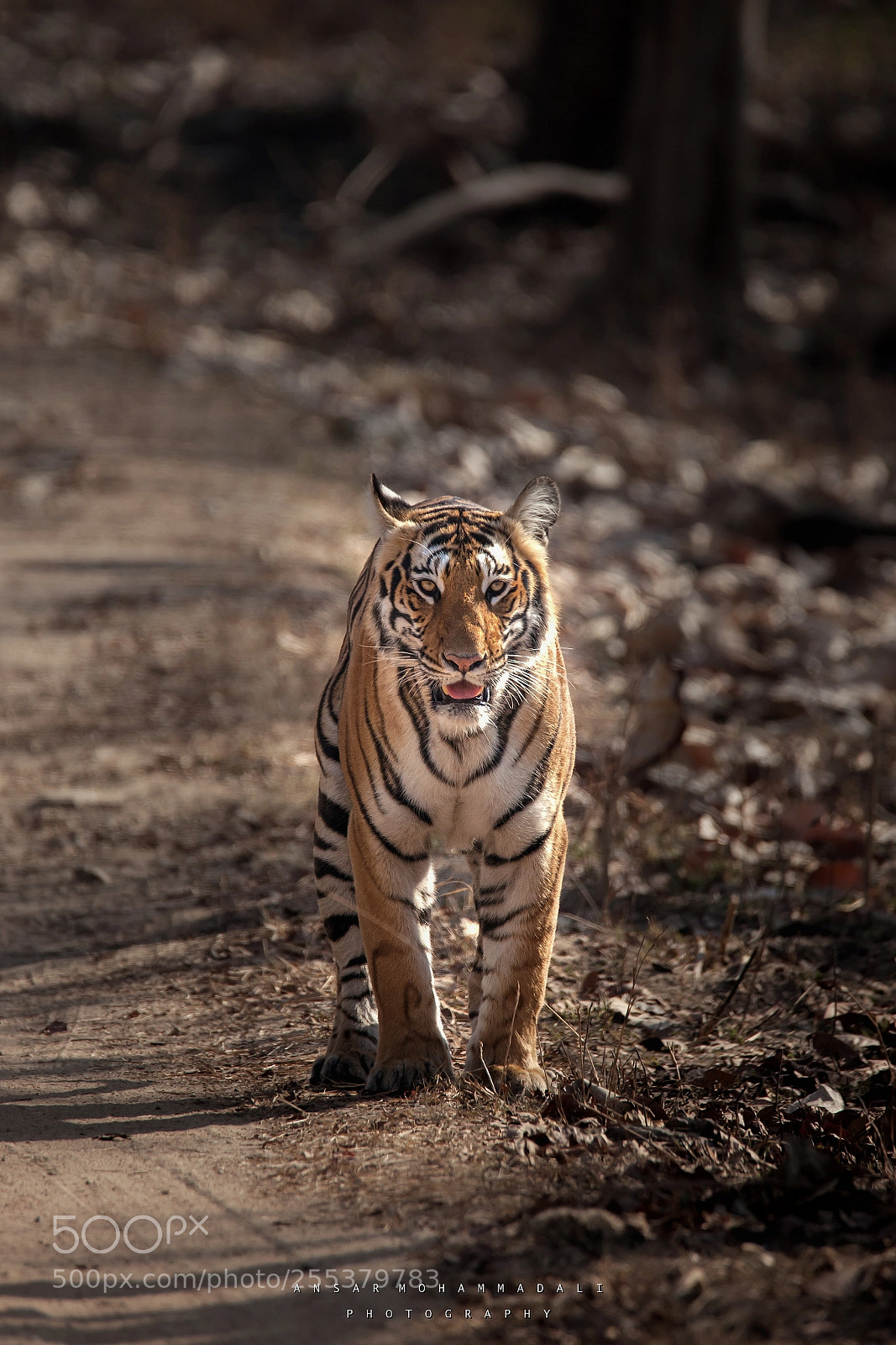 Canon EOS 5D Mark II sample photo. Just before the chase photography