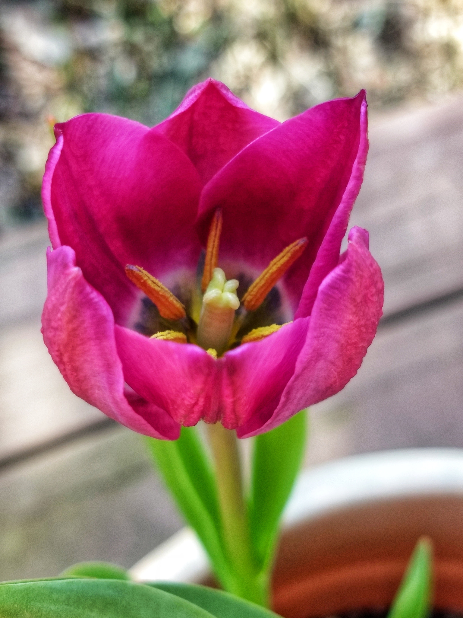 Motorola Moto Z (2) Play sample photo. Tulip portrait photography