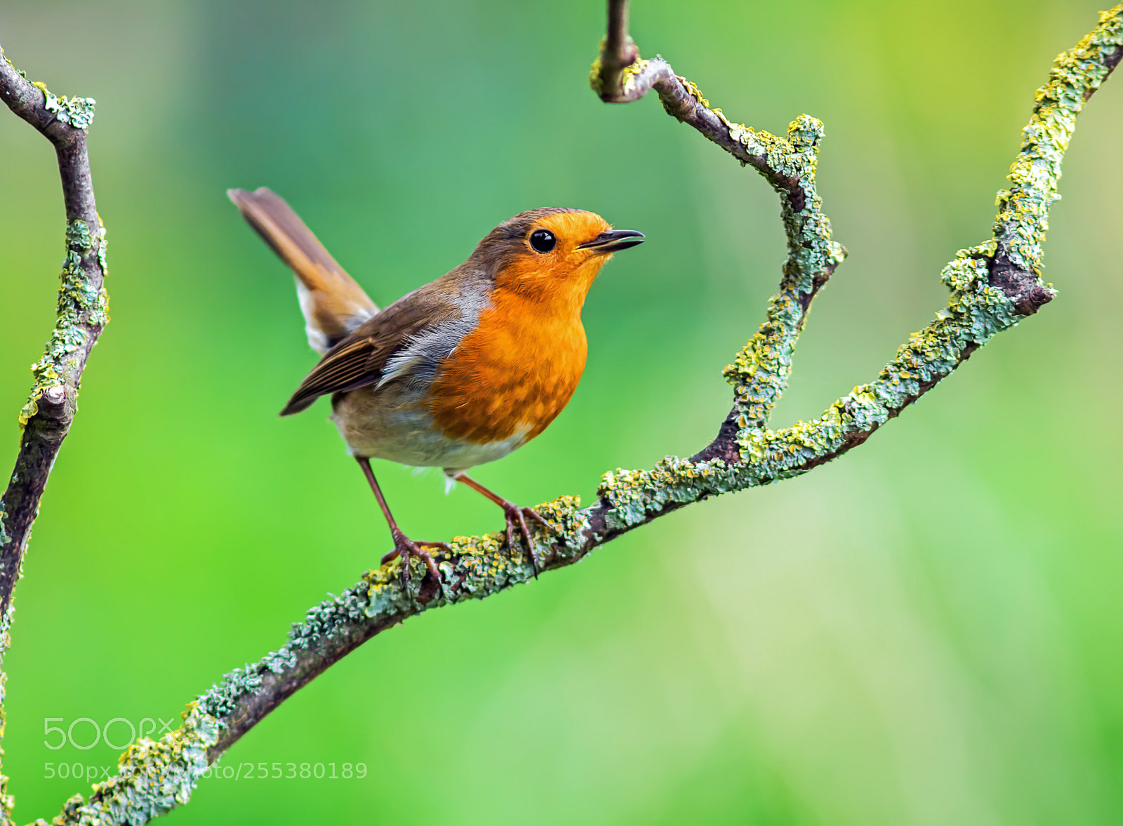 Canon EOS 7D Mark II sample photo. The robin photography