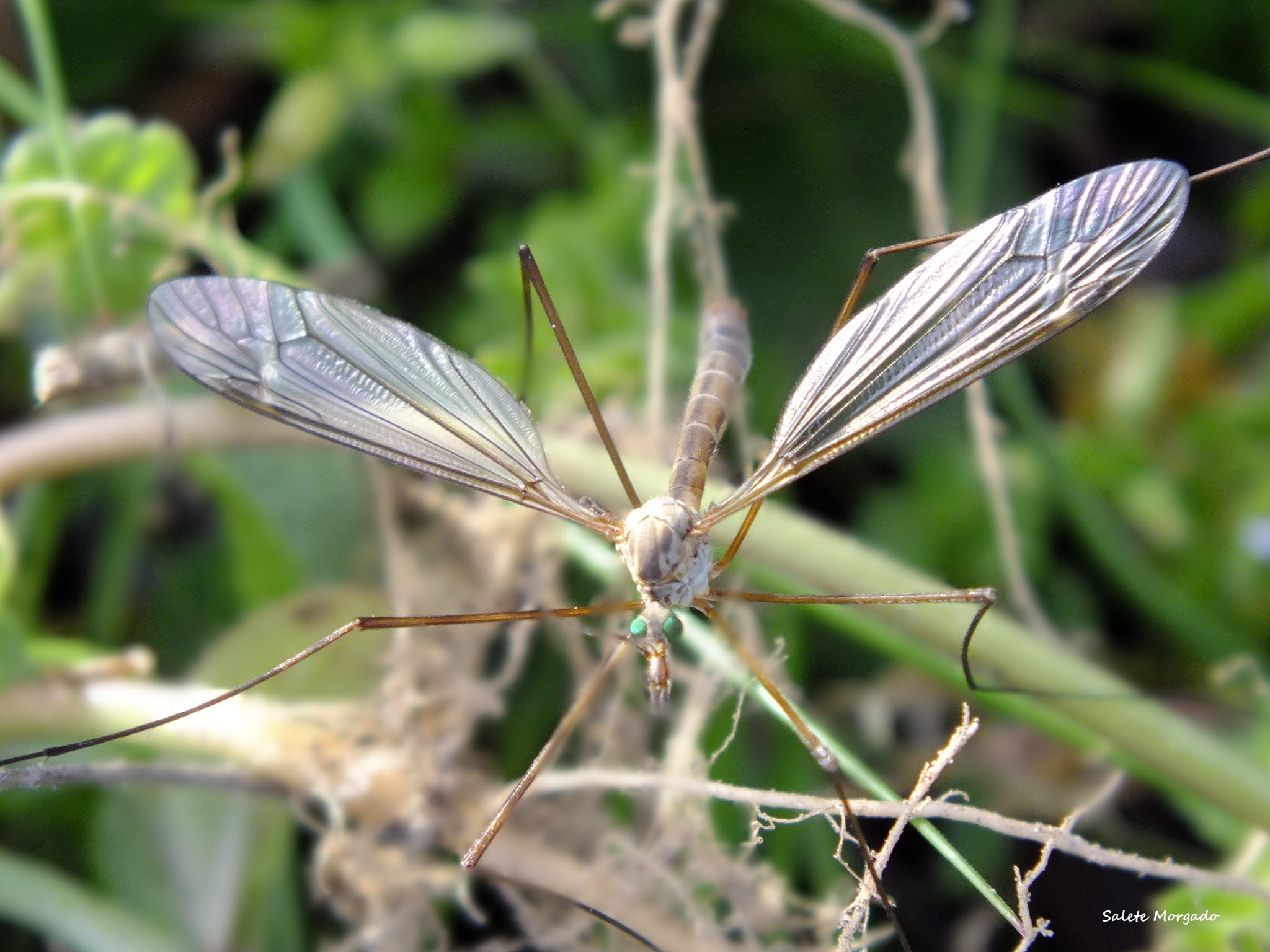 Fujifilm FinePix HS30EXR sample photo. Tipula vernalis photography
