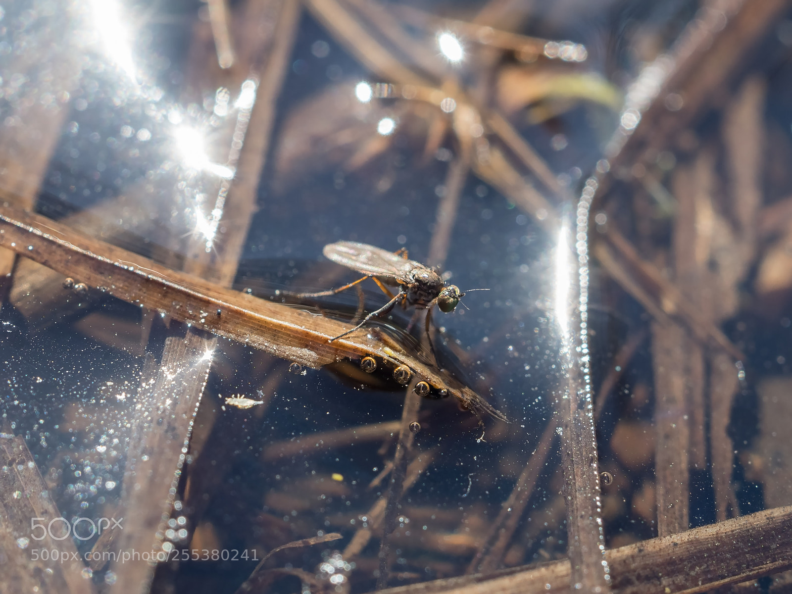 Olympus OM-D E-M1 Mark II sample photo. Little fly photography