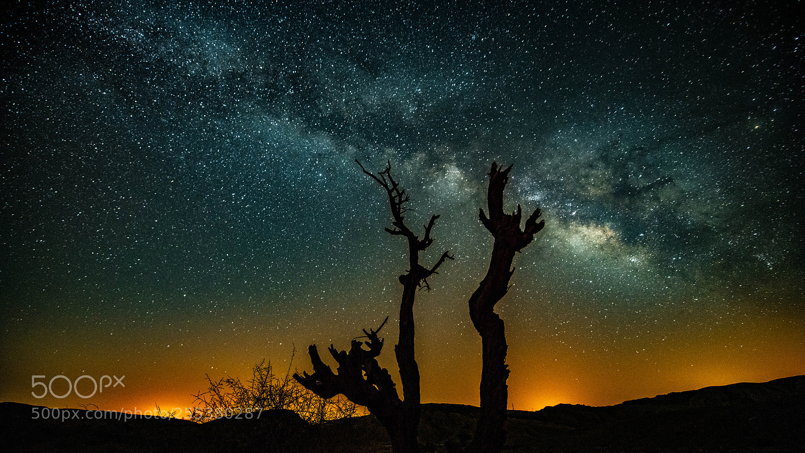 Nikon D850 sample photo. Dead tree on the photography