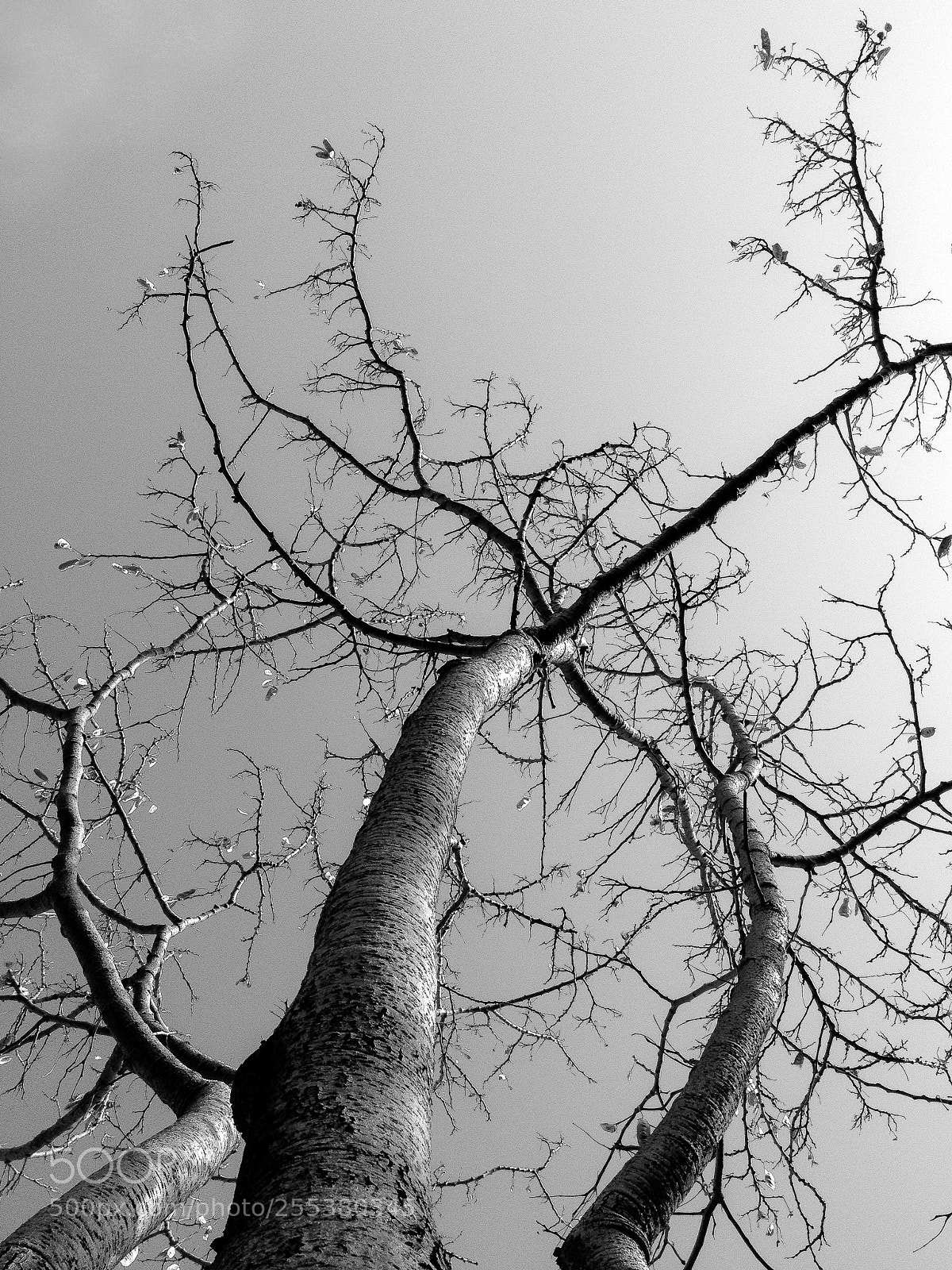 Apple iPhone 4S sample photo. Lonely tree photography
