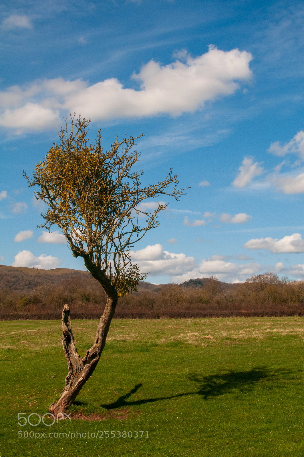 Nikon D300 sample photo. Tree with shadow photography