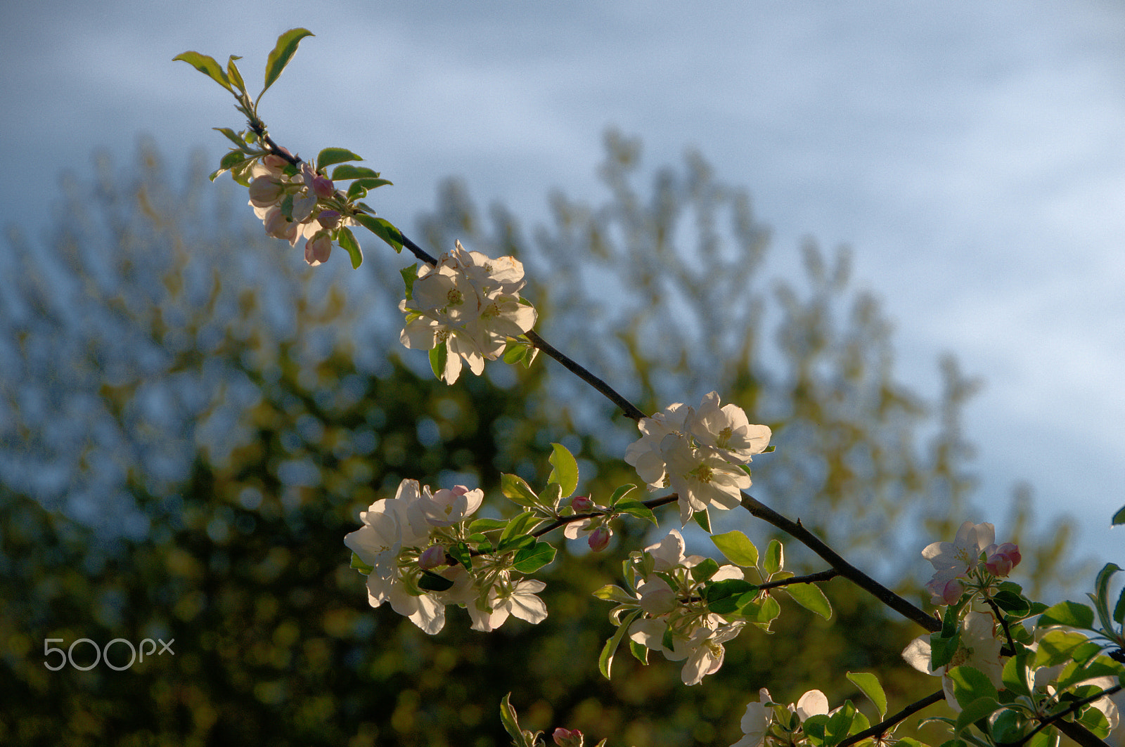 Nikon D300 sample photo. Blossom photography