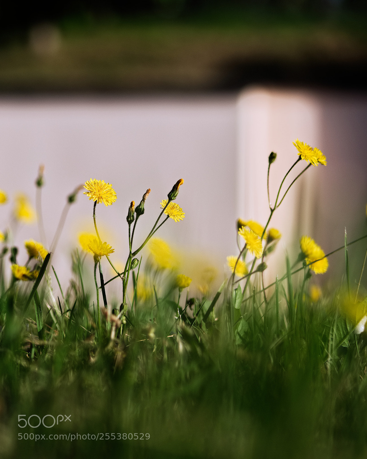 Panasonic Lumix DMC-GX85 (Lumix DMC-GX80 / Lumix DMC-GX7 Mark II) sample photo. Le printemps dans les photography
