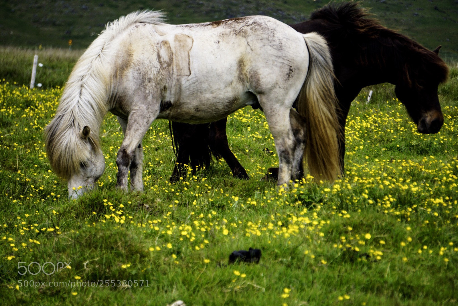 Sony a6000 sample photo. Chevaux islandais photography