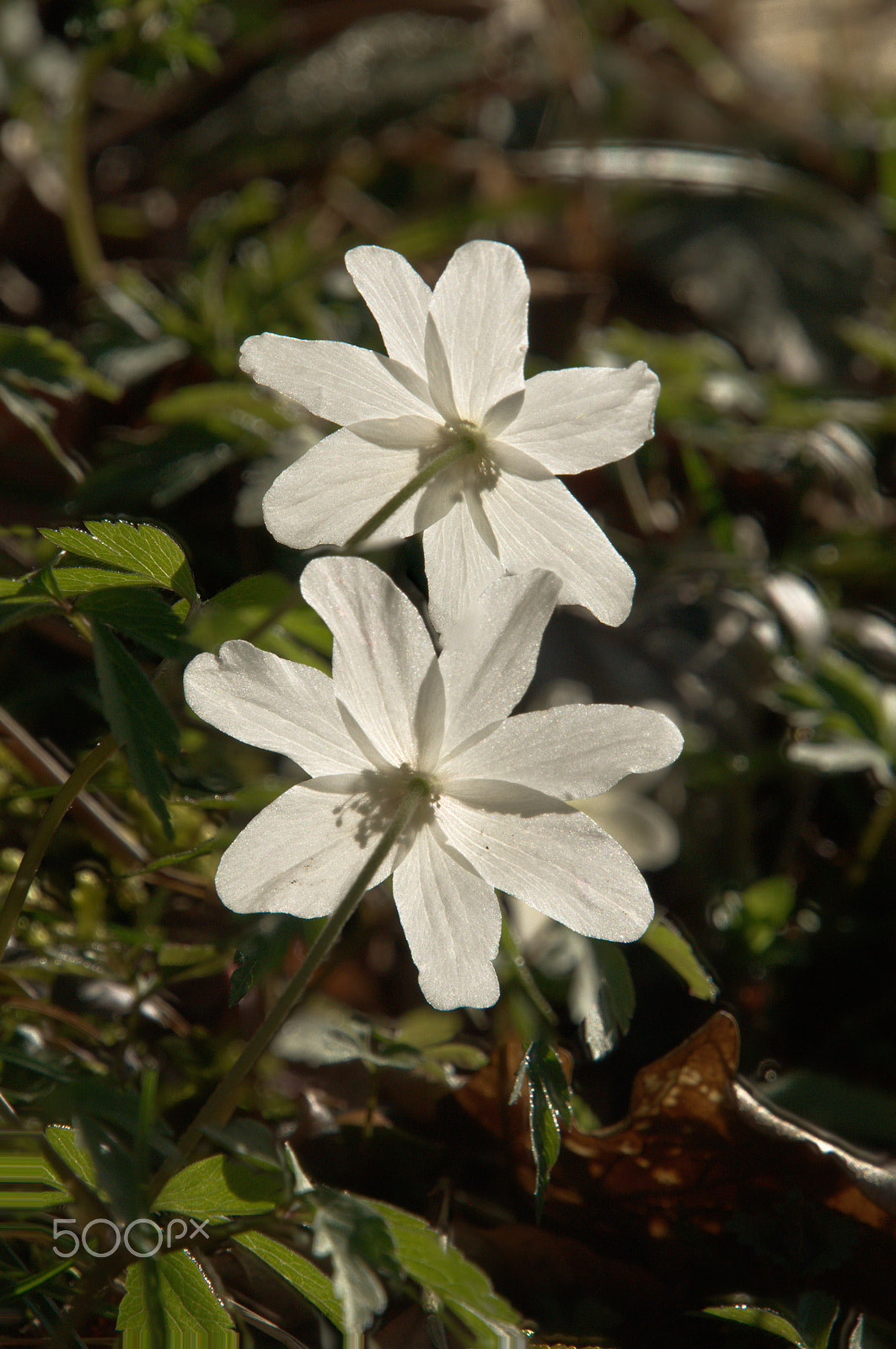 Nikon D300 sample photo. Wood anemones photography