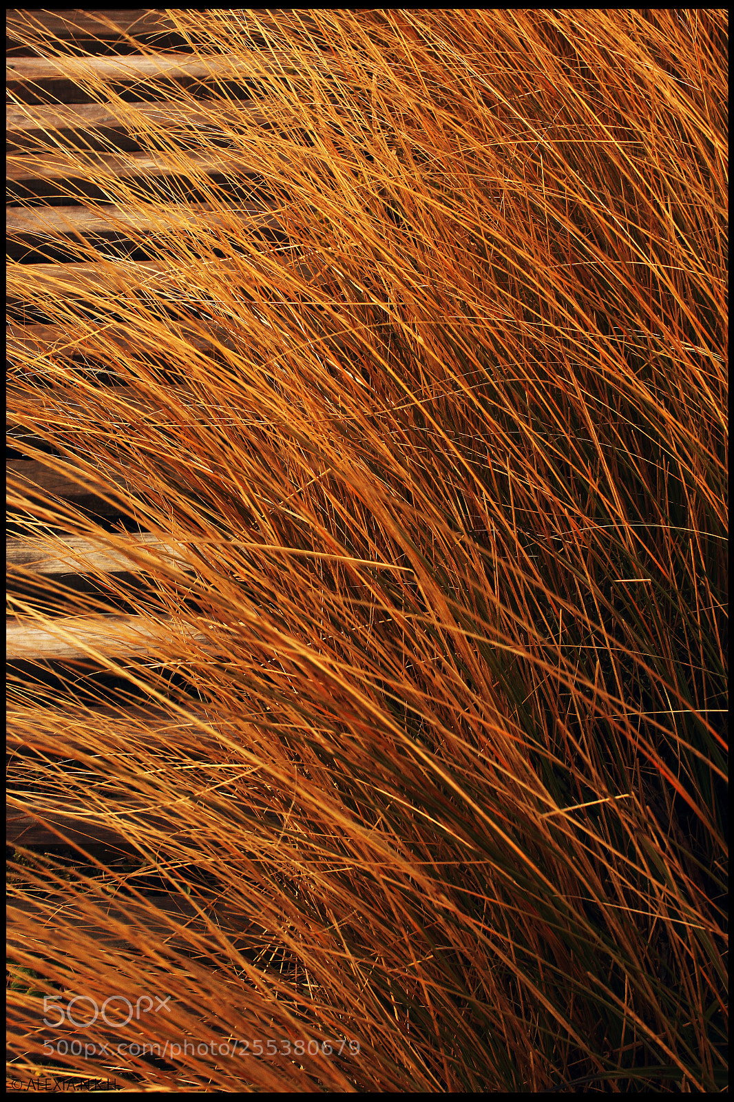 Canon EOS 5D Mark II sample photo. Pikao photography