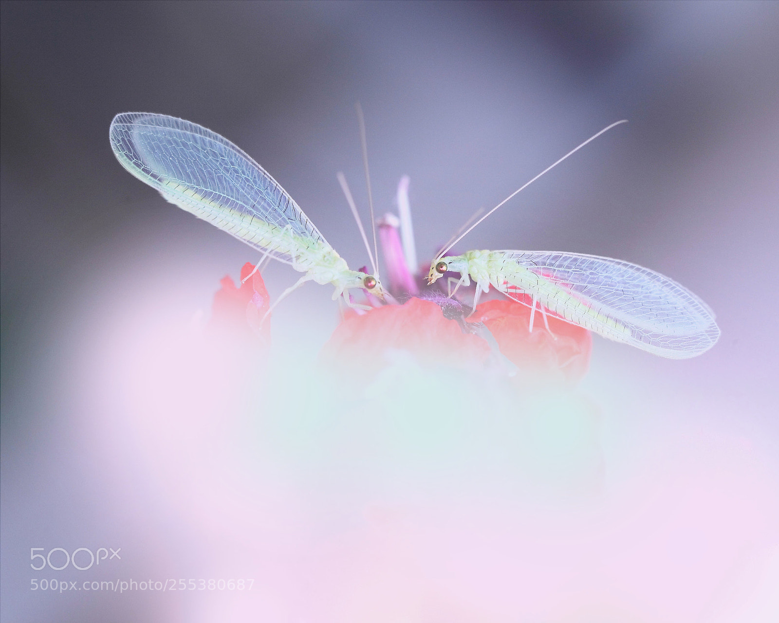 Canon EOS 5D Mark II sample photo. Antlion photography