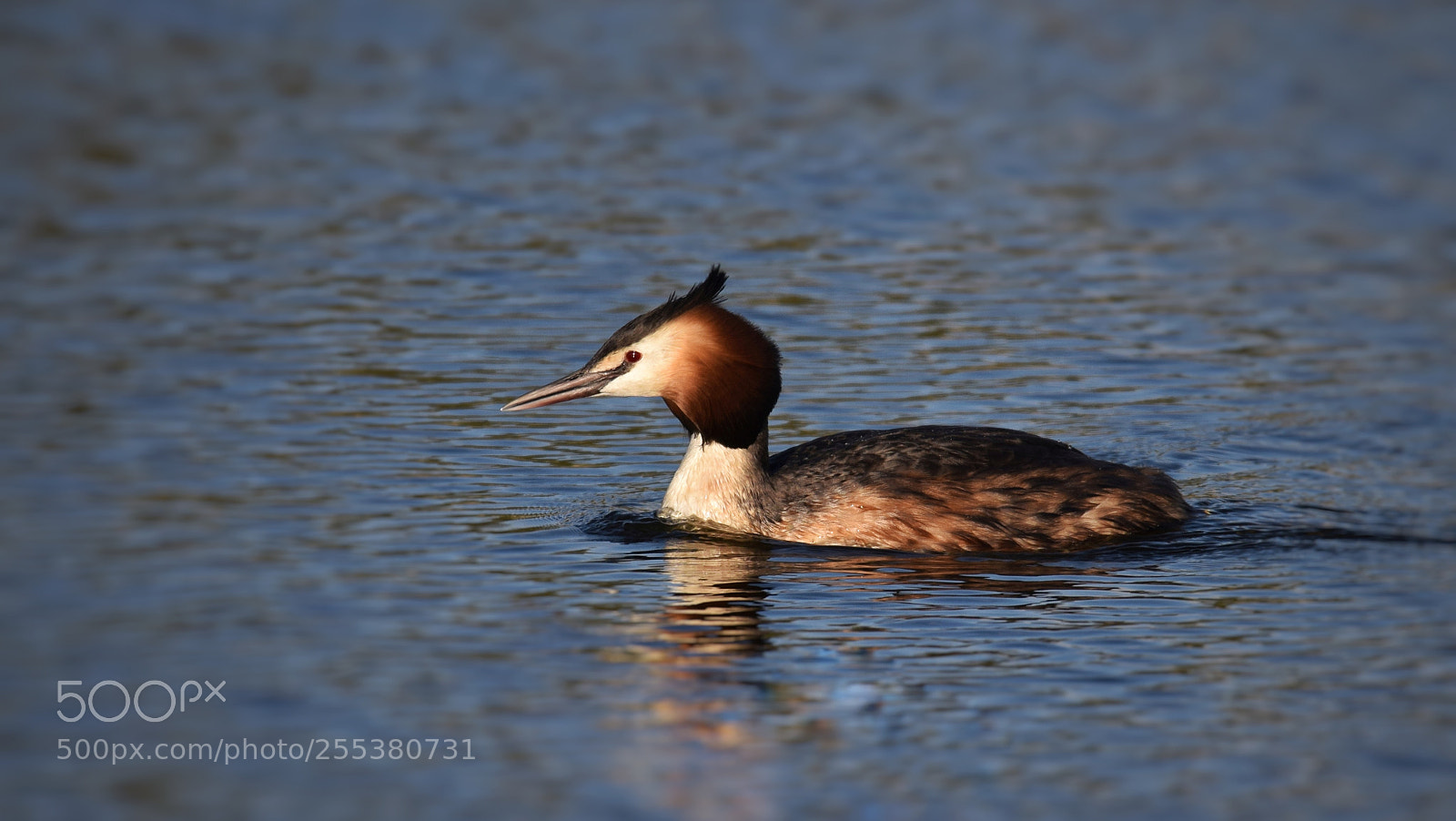 Nikon D3300 sample photo. Great crested grebe photography