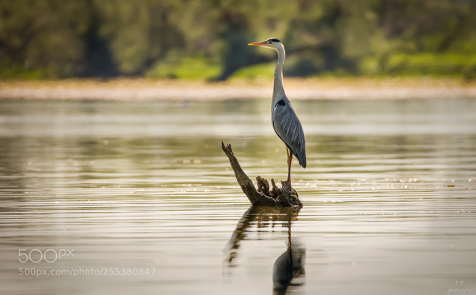 Nikon D7200 sample photo. Grey heron photography