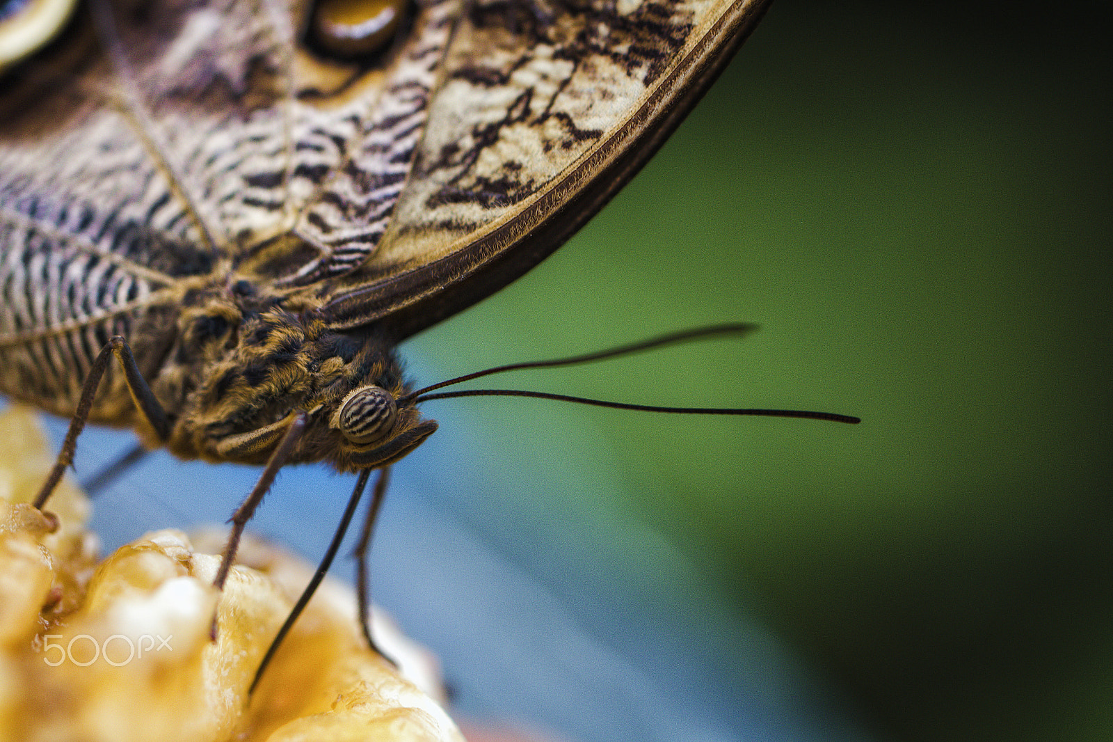 Canon EF 100mm F2.8L Macro IS USM sample photo. Sustenance photography