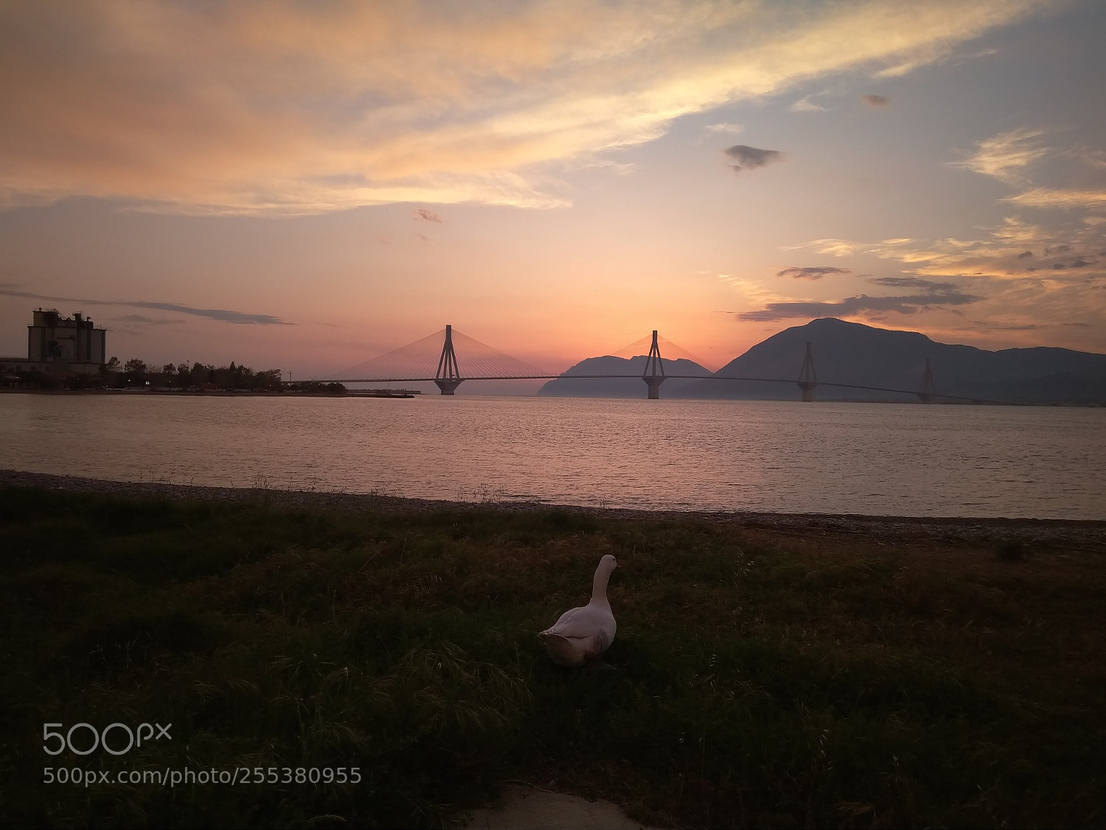 Xiaomi Redmi 4A sample photo. Romantic goose by the photography