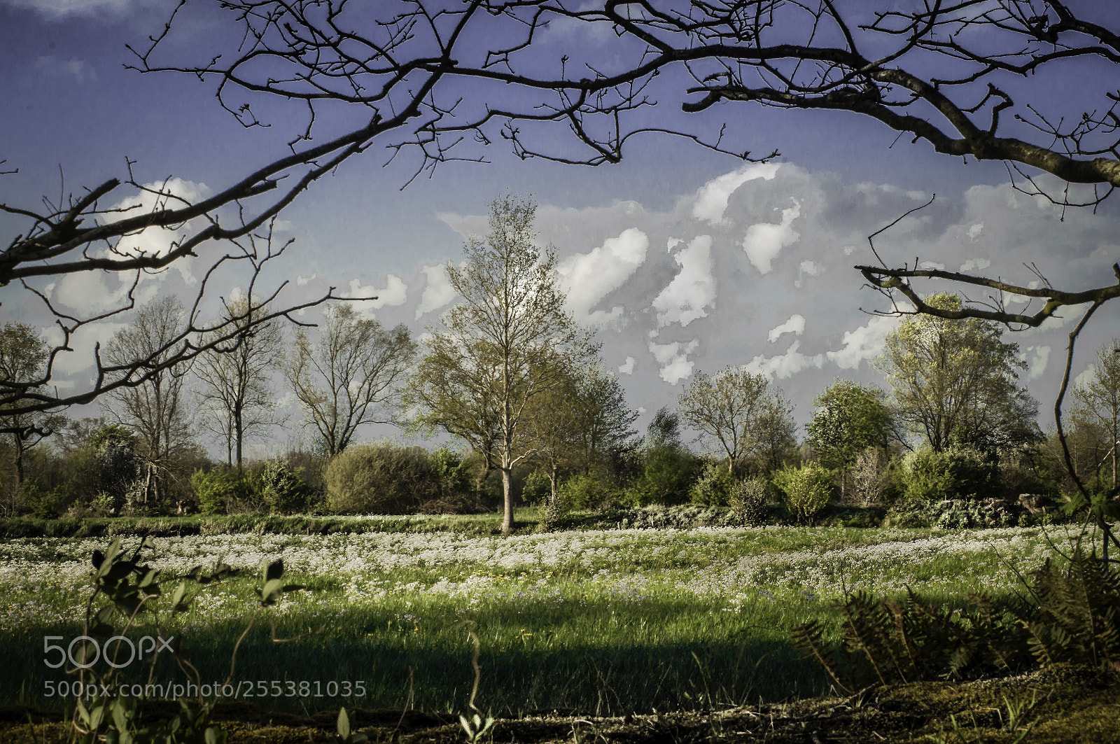 Nikon D5000 sample photo. Sunny field photography