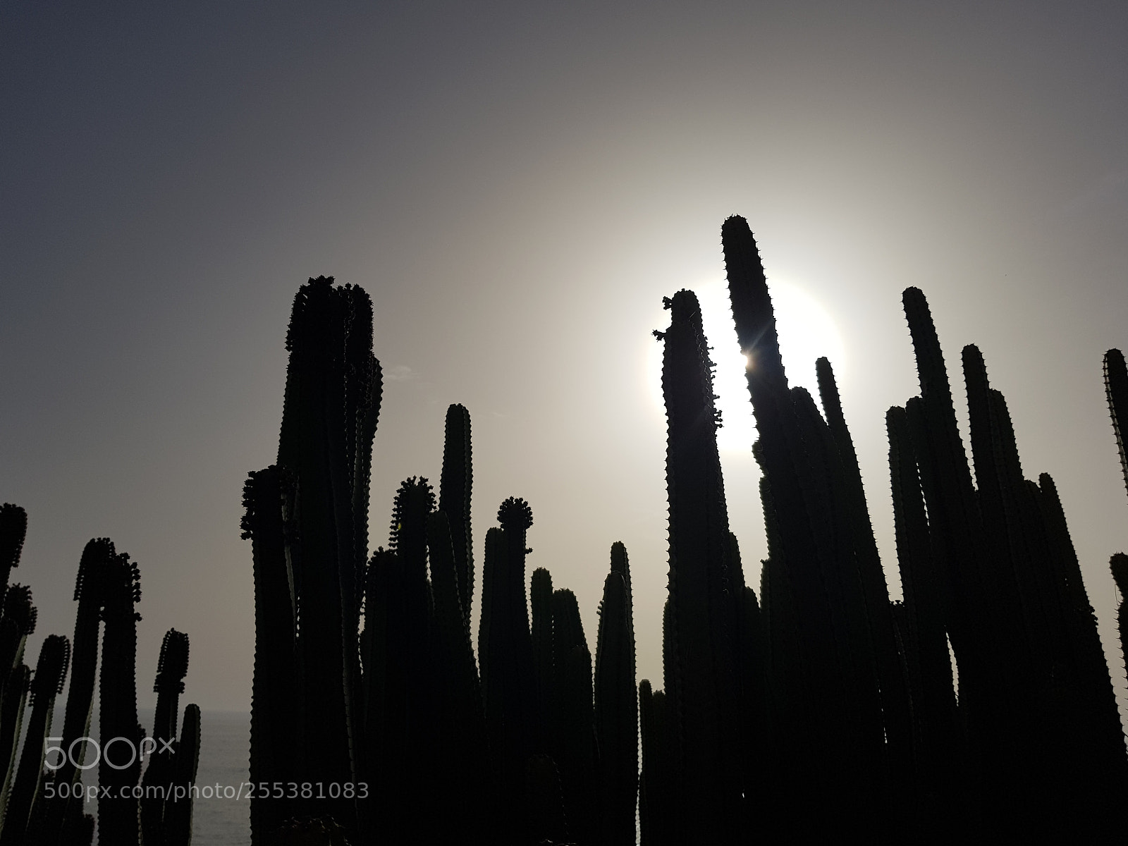 Samsung Galaxy S8 sample photo. Cactus photography