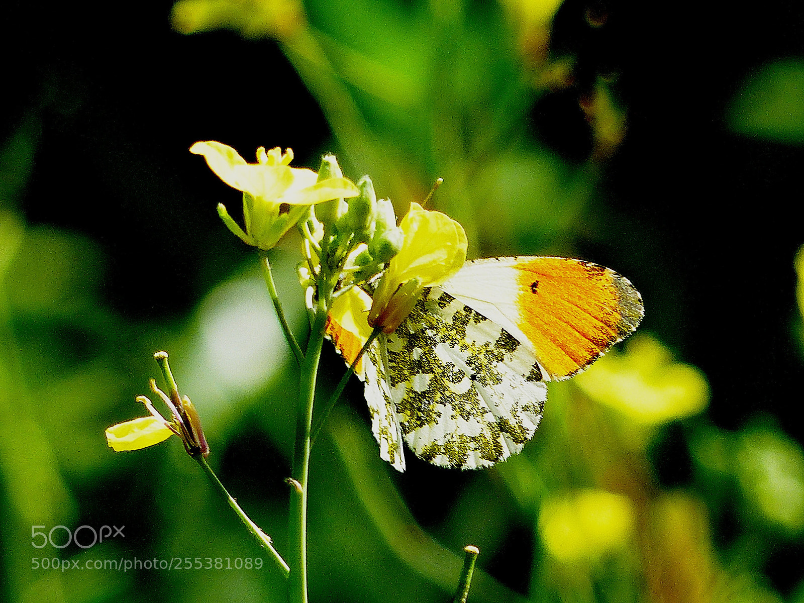 Panasonic Lumix DMC-FZ200 sample photo. Hidden orange tip photography