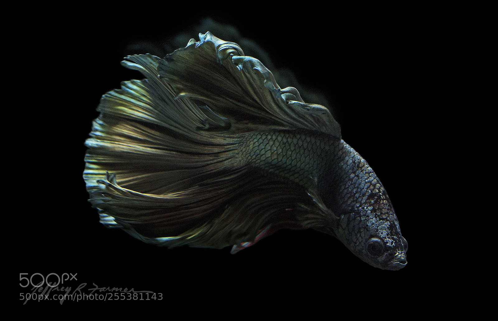 Canon EOS 70D sample photo. "the shape of water" photography