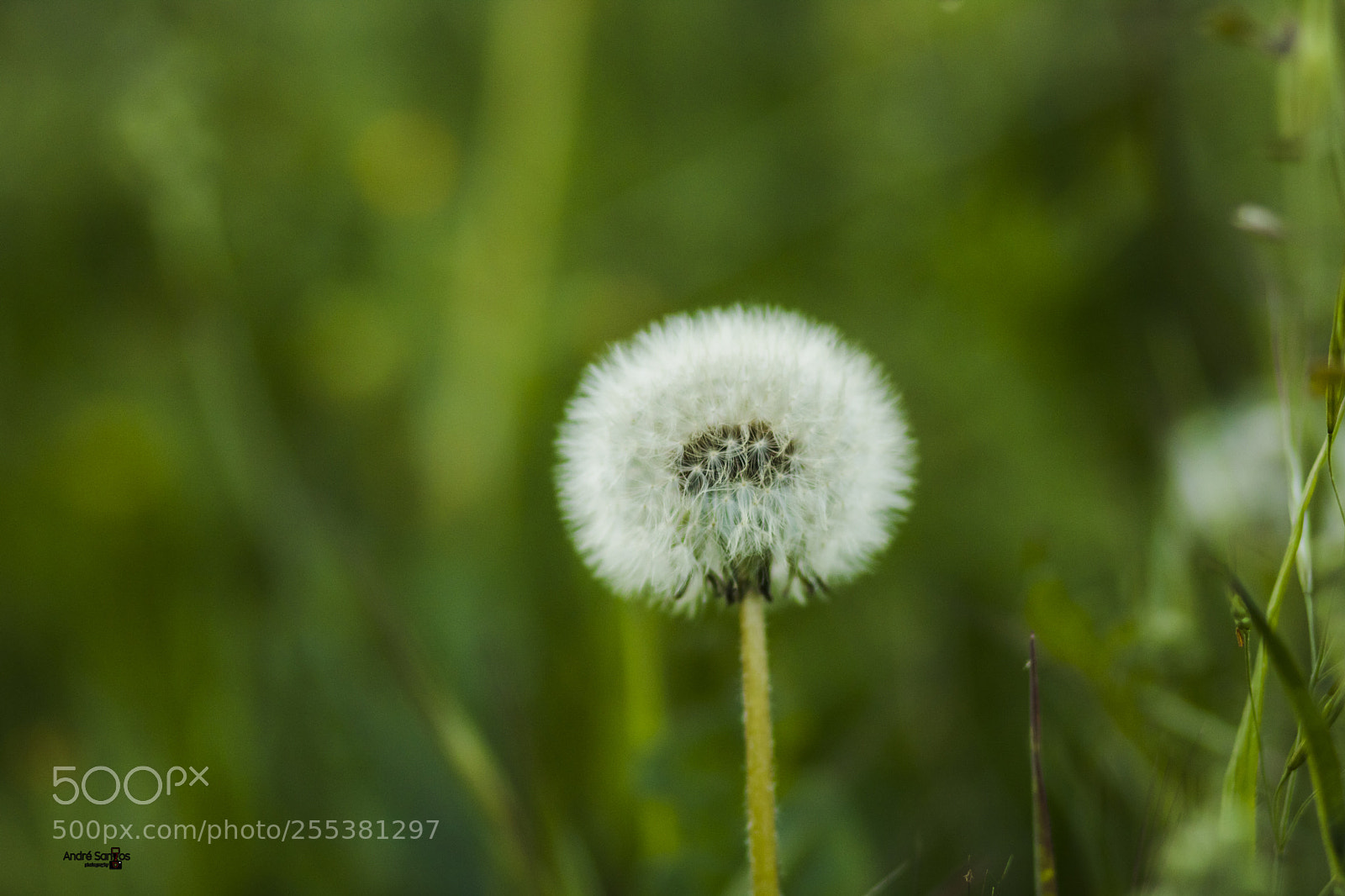 Canon EOS 750D (EOS Rebel T6i / EOS Kiss X8i) sample photo. Img photography