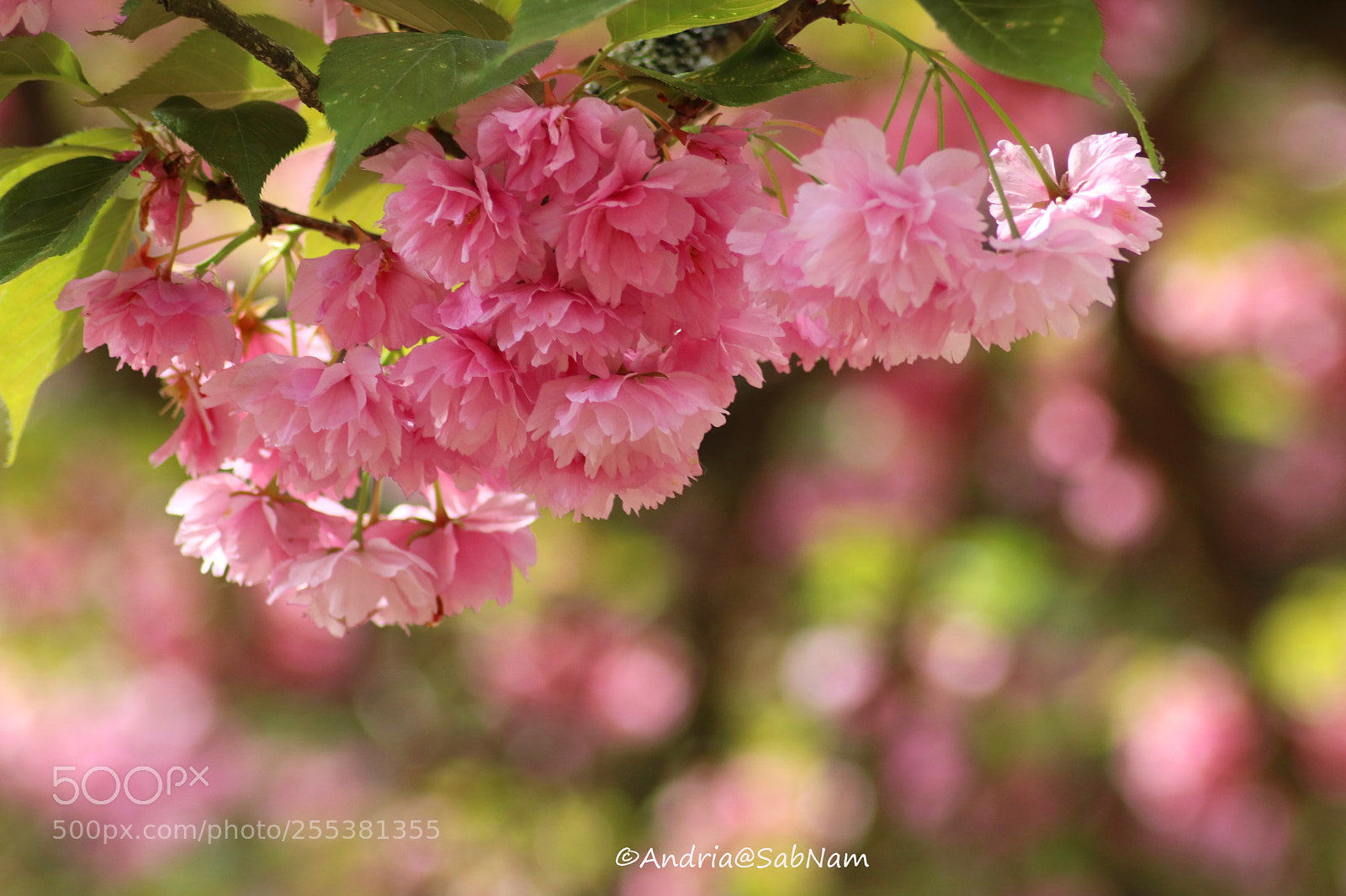 Canon EOS 750D (EOS Rebel T6i / EOS Kiss X8i) sample photo. Printemps - sring 2018 photography