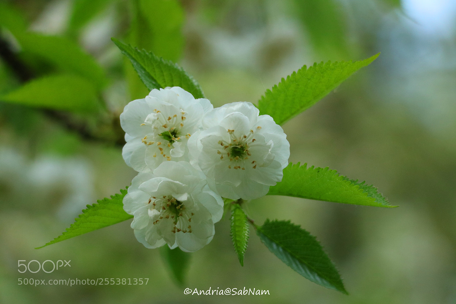 Canon EOS 750D (EOS Rebel T6i / EOS Kiss X8i) sample photo. Printemps - sring 2018 photography