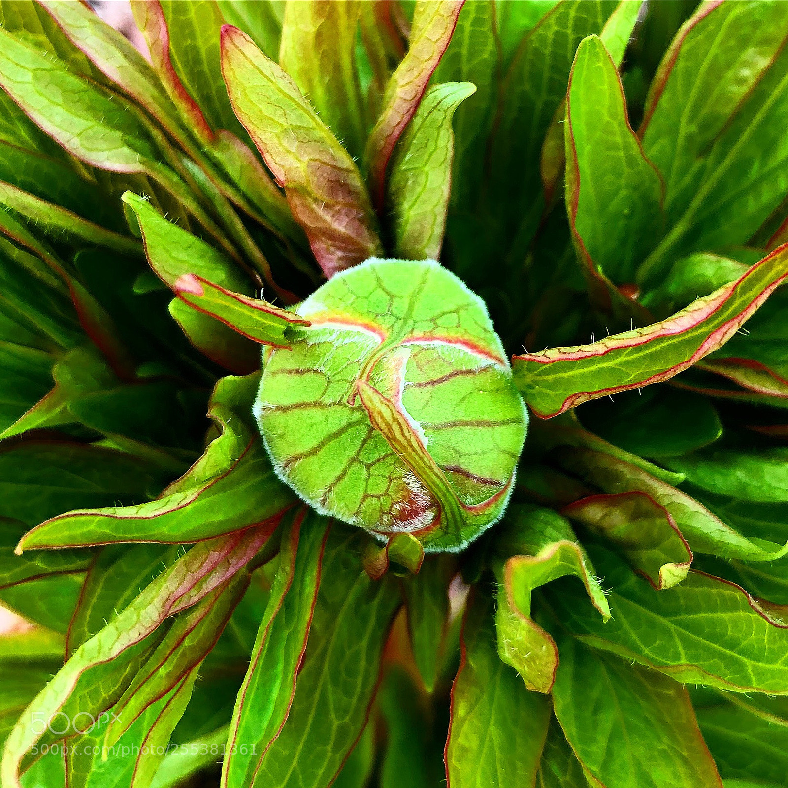 Apple iPhone 8 Plus sample photo. Green floral photography