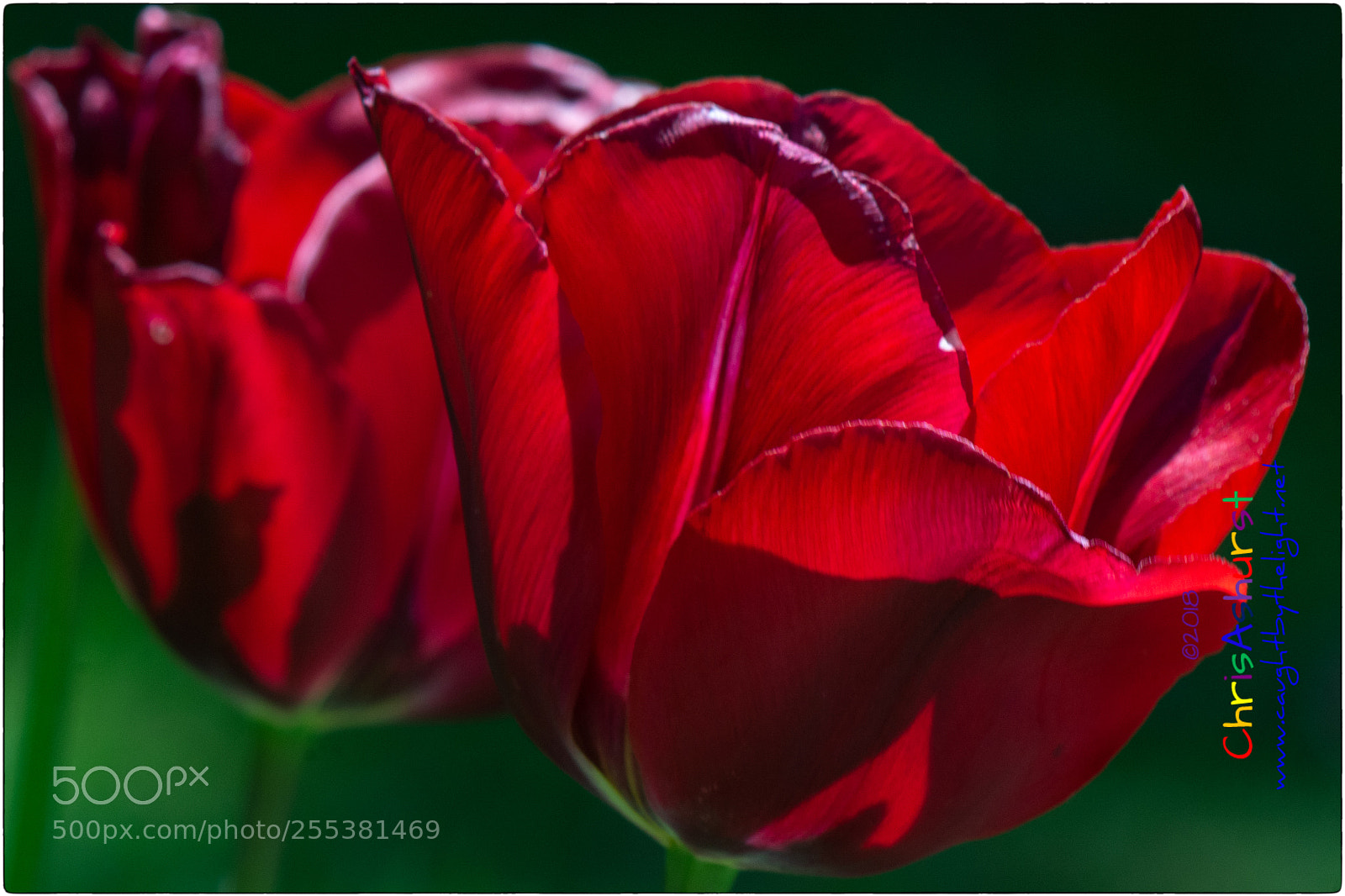 Nikon D7100 sample photo. The joy of spring photography