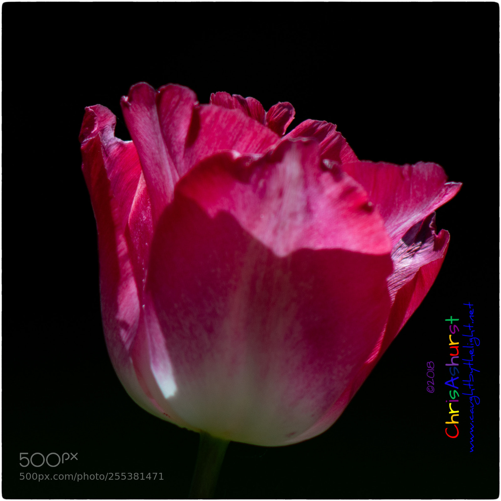 Nikon D7100 sample photo. The joy of spring photography