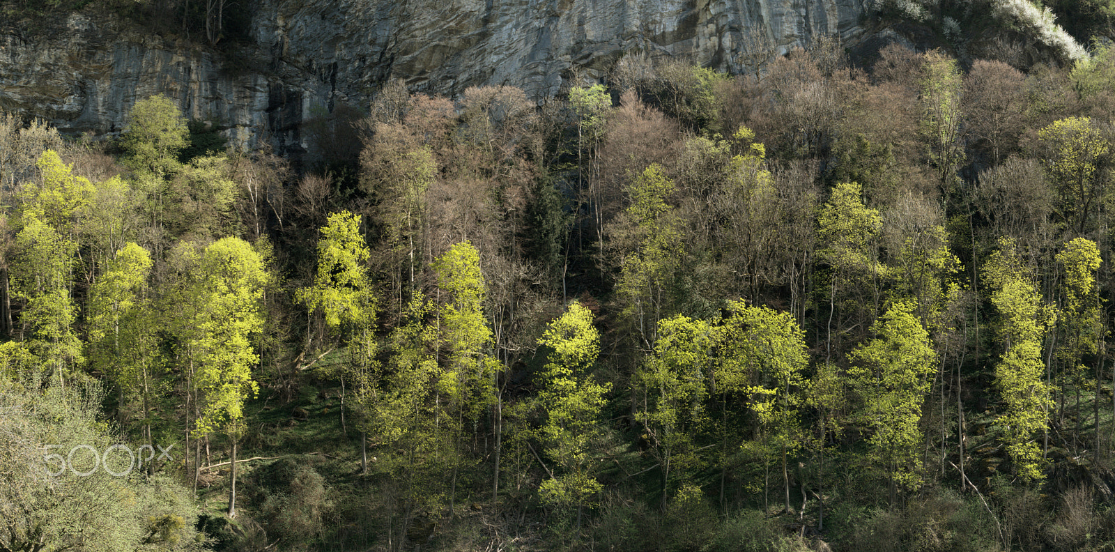 Nikon D300 sample photo. Spring in berschis photography
