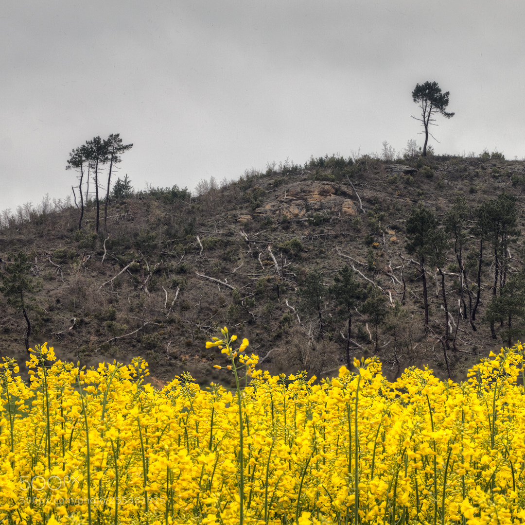 Canon EOS 70D sample photo. Contraste / contrast photography