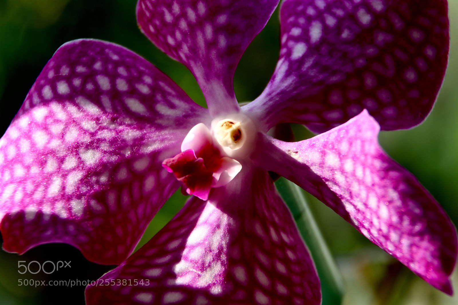 Canon EOS 750D (EOS Rebel T6i / EOS Kiss X8i) sample photo. Orchid photography