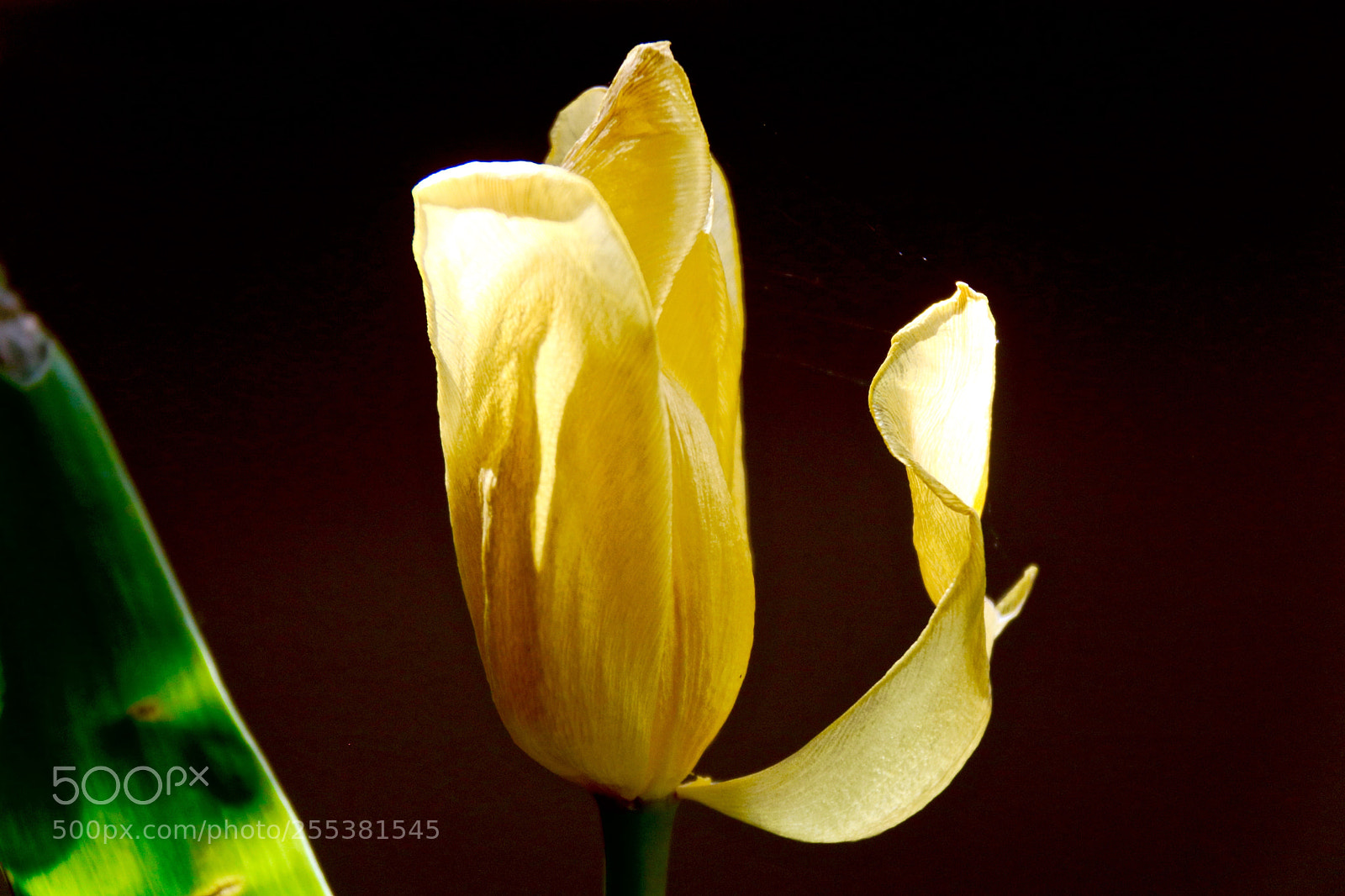 Canon EOS 750D (EOS Rebel T6i / EOS Kiss X8i) sample photo. Tulip photography