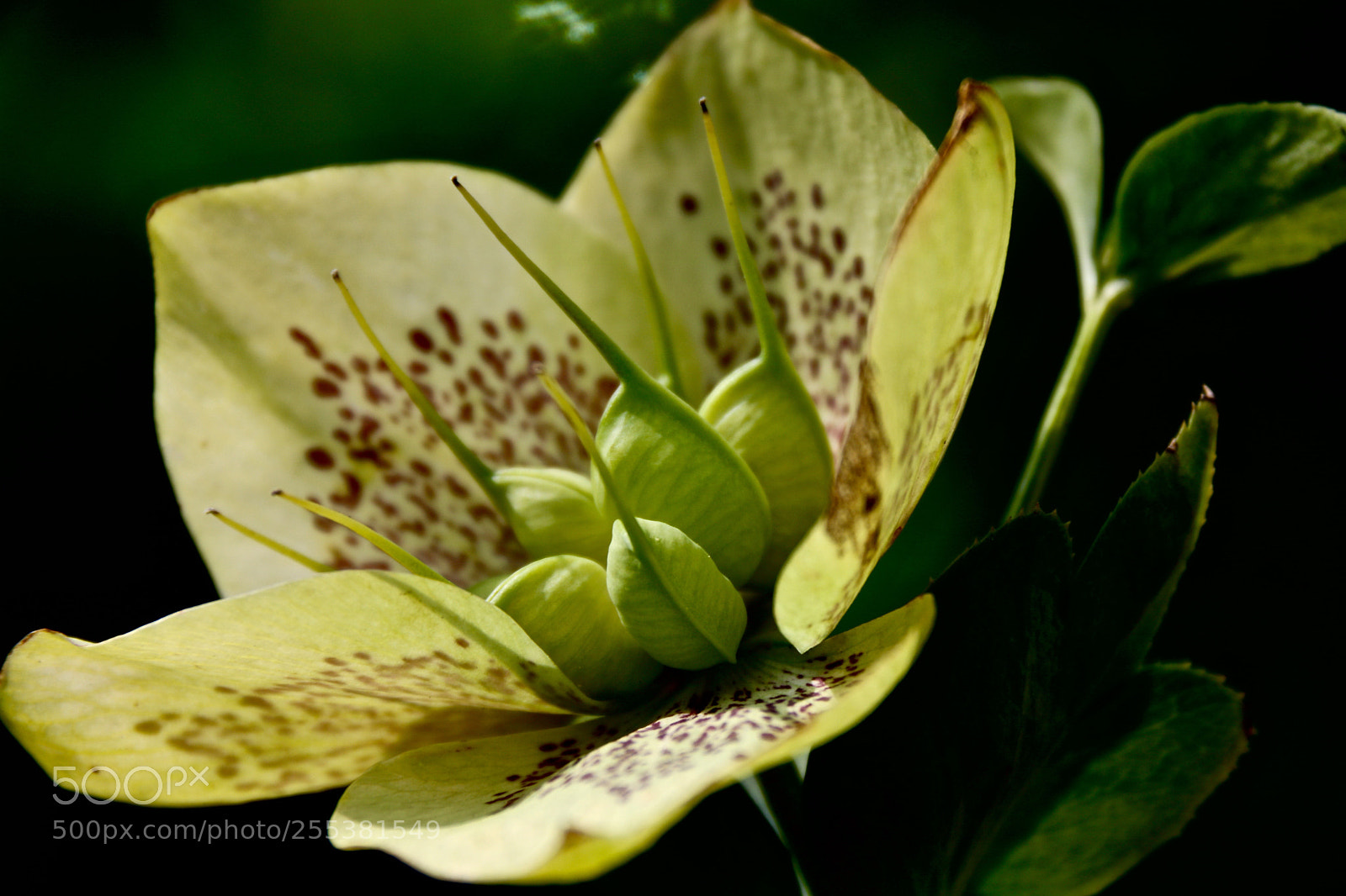 Canon EOS 750D (EOS Rebel T6i / EOS Kiss X8i) sample photo. Helleborus photography