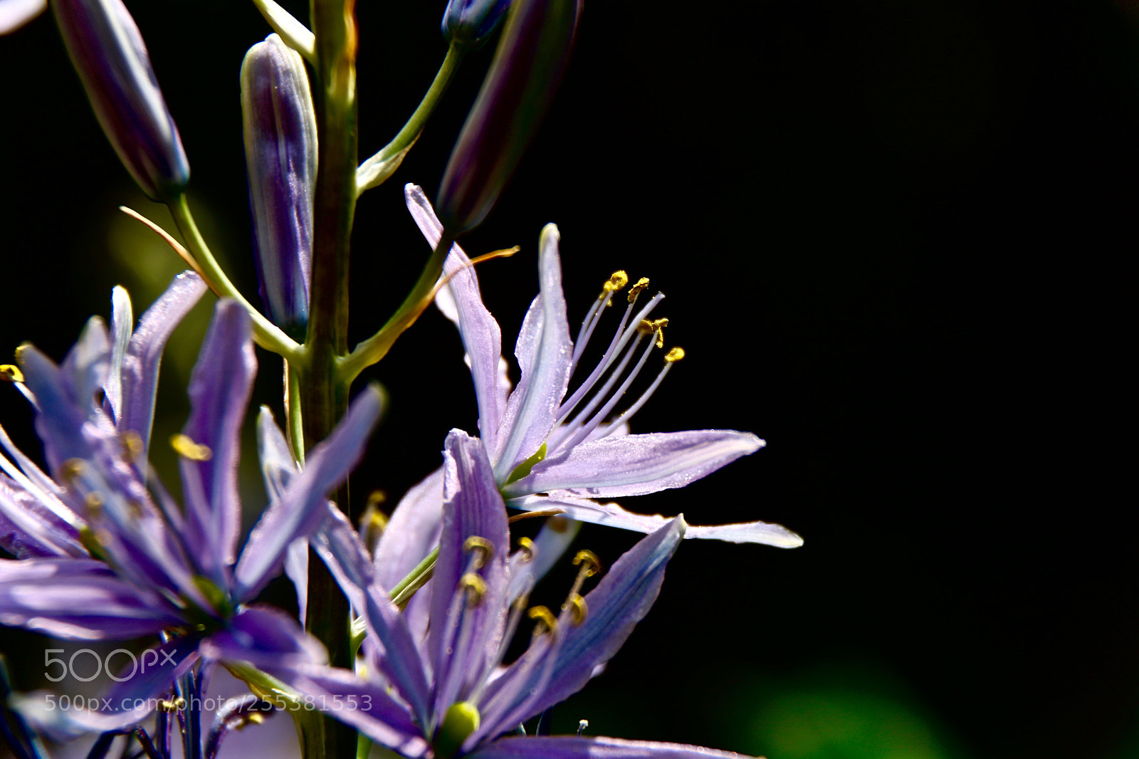 Canon EOS 750D (EOS Rebel T6i / EOS Kiss X8i) sample photo. Camassia photography