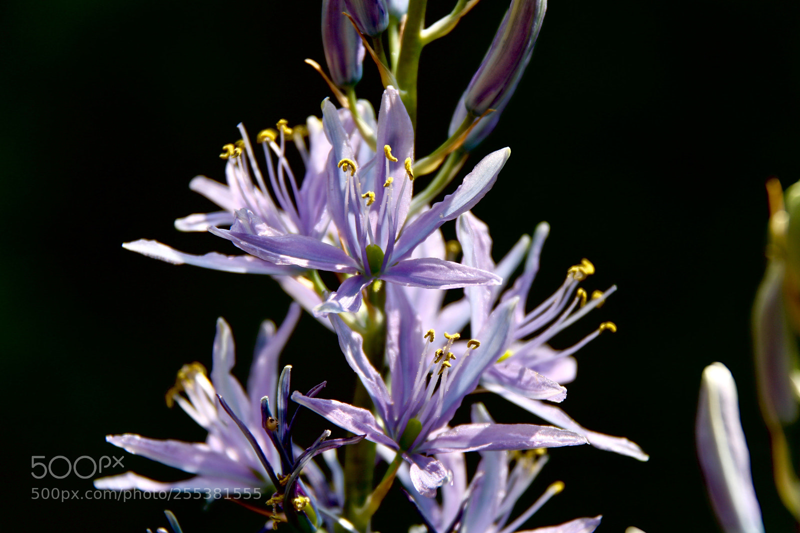 Canon EOS 750D (EOS Rebel T6i / EOS Kiss X8i) sample photo. Camassia photography
