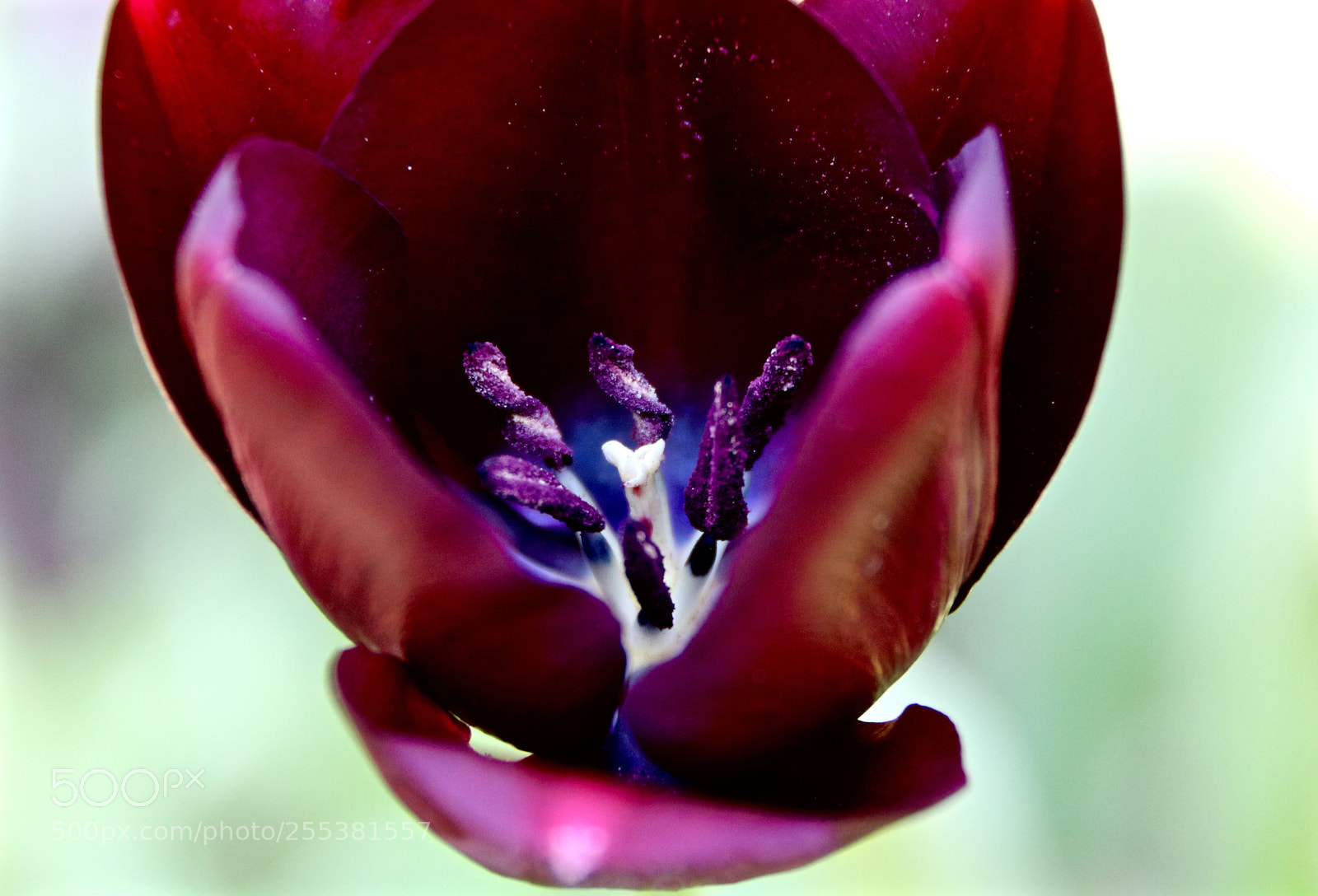 Canon EOS 750D (EOS Rebel T6i / EOS Kiss X8i) sample photo. Tulip photography