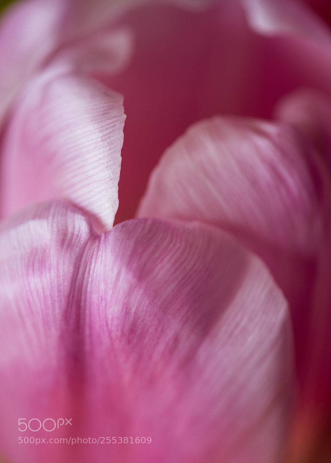 Nikon D850 sample photo. Pink tulip photography