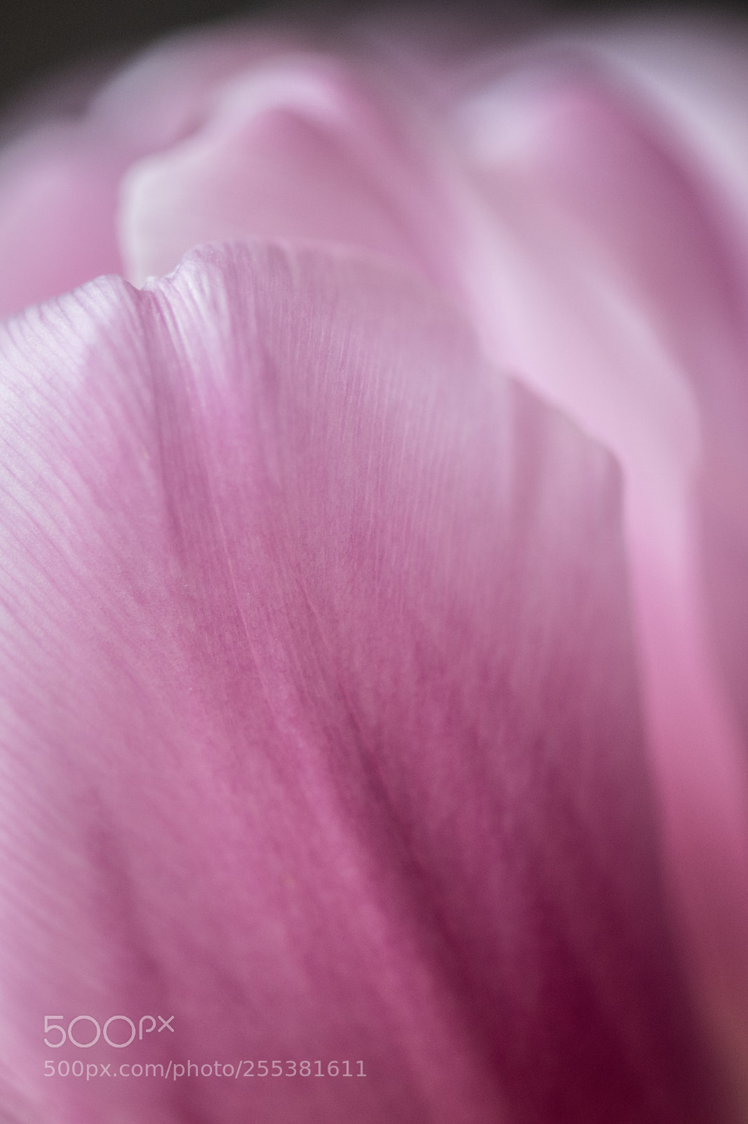 Nikon D850 sample photo. Pink petals photography