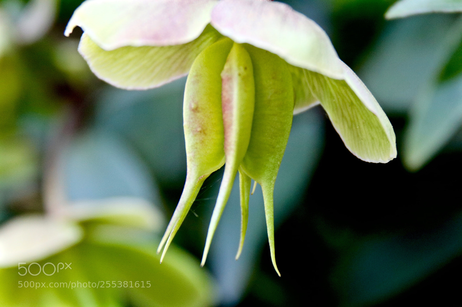 Canon EOS 750D (EOS Rebel T6i / EOS Kiss X8i) sample photo. Helleborus photography