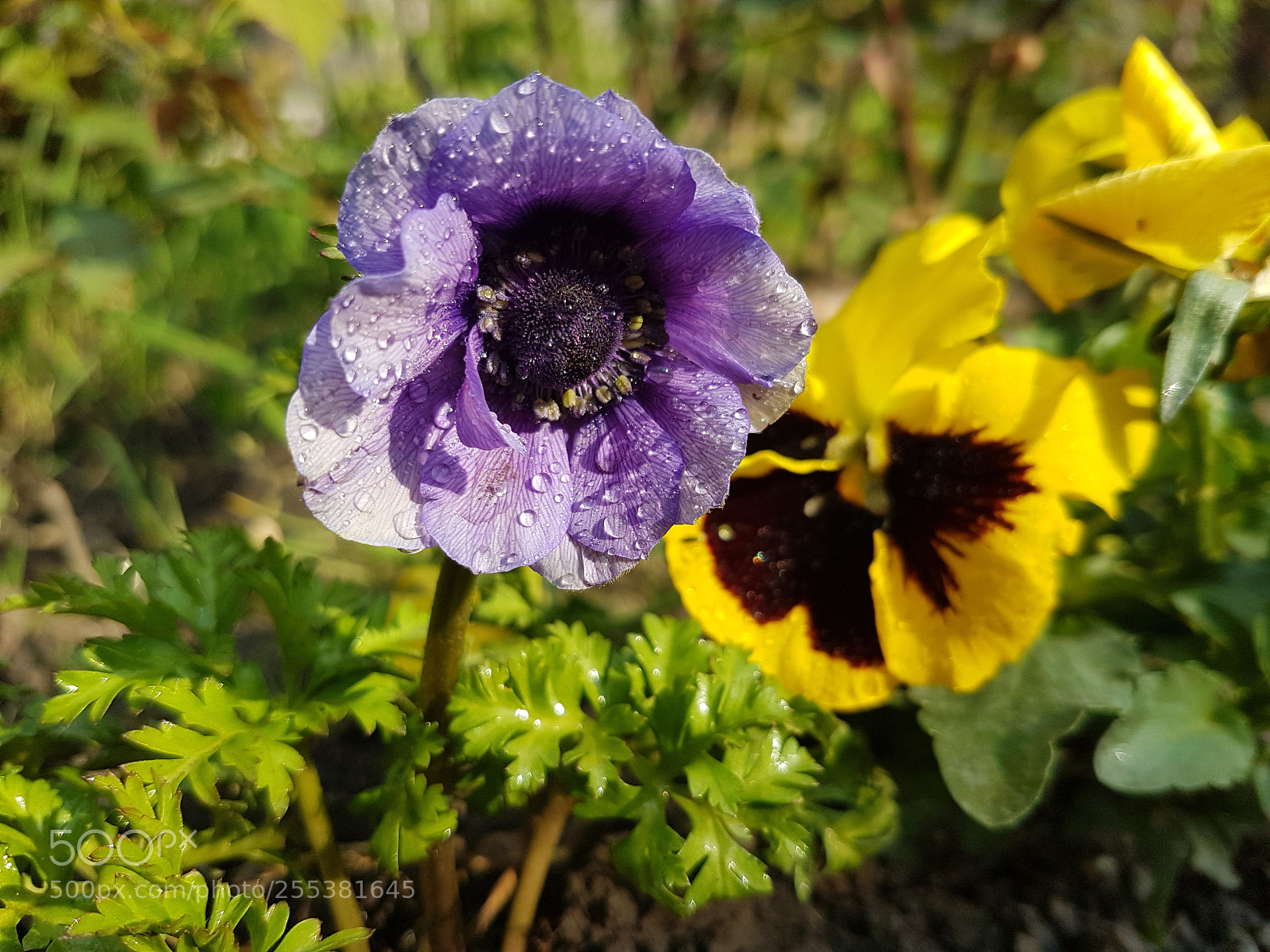 Samsung Galaxy S7 Edge sample photo. Untitled photography