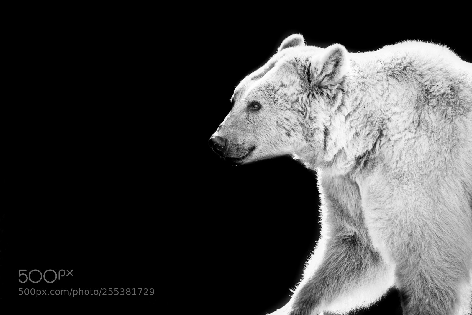 Canon EOS 5D Mark II sample photo. Bear photography